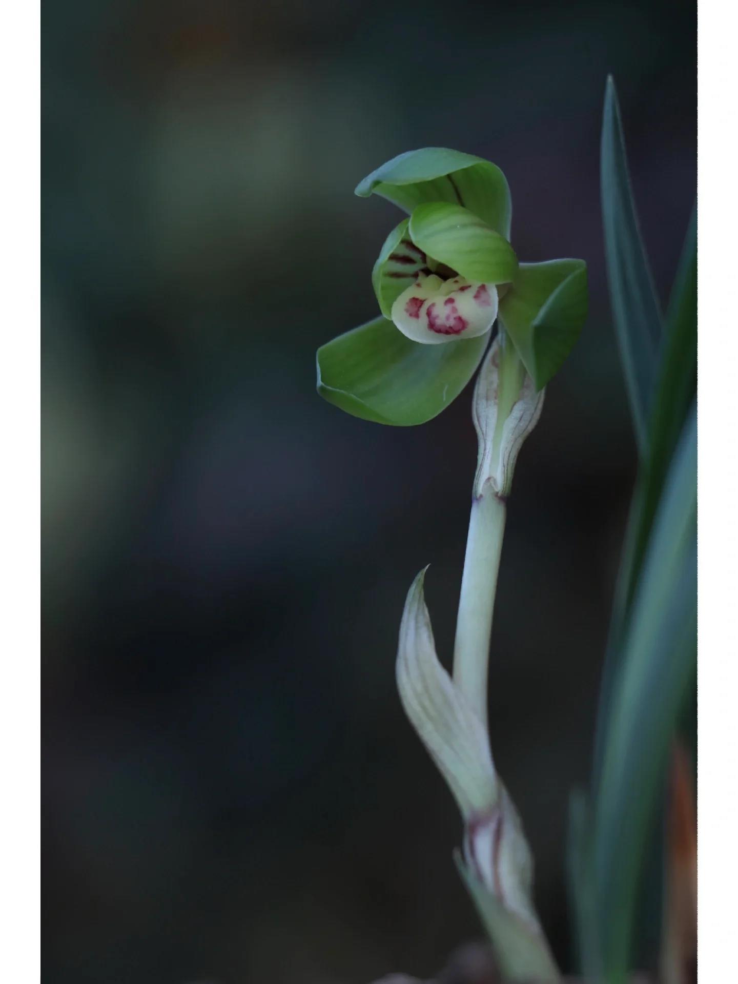 春兰"神话" 神话出于浙江绍兴新昌,属于春兰绿花荷瓣,花色翠绿,捧瓣