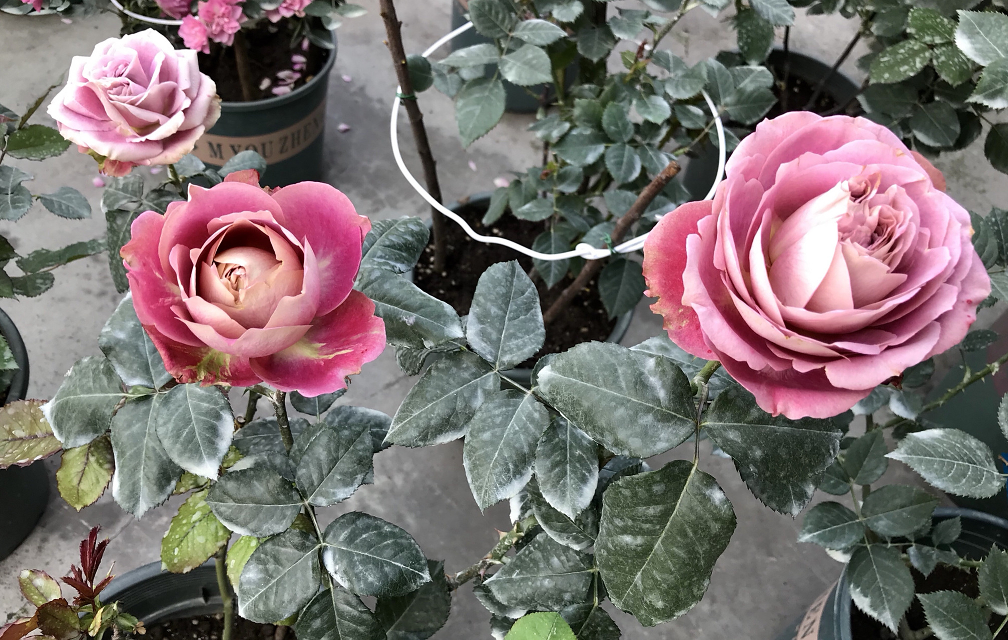 我的月季系列—法尔索 花瓣质感很好,灰紫带浅棕红的一款复古感很强的