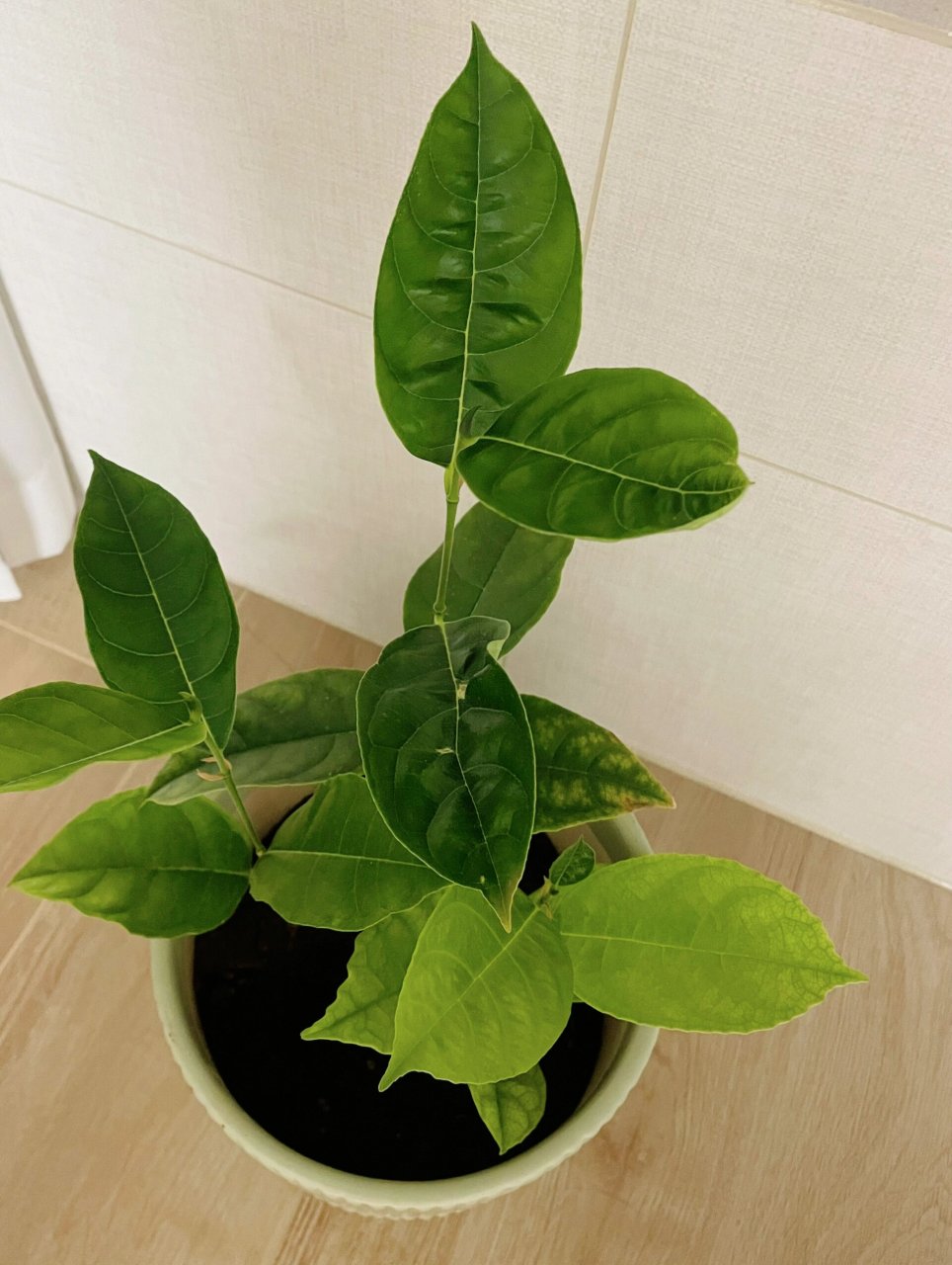 我的菠萝蜜种子长成啦 菠萝蜜种子水培后顺利发芽了9797 	 短短几