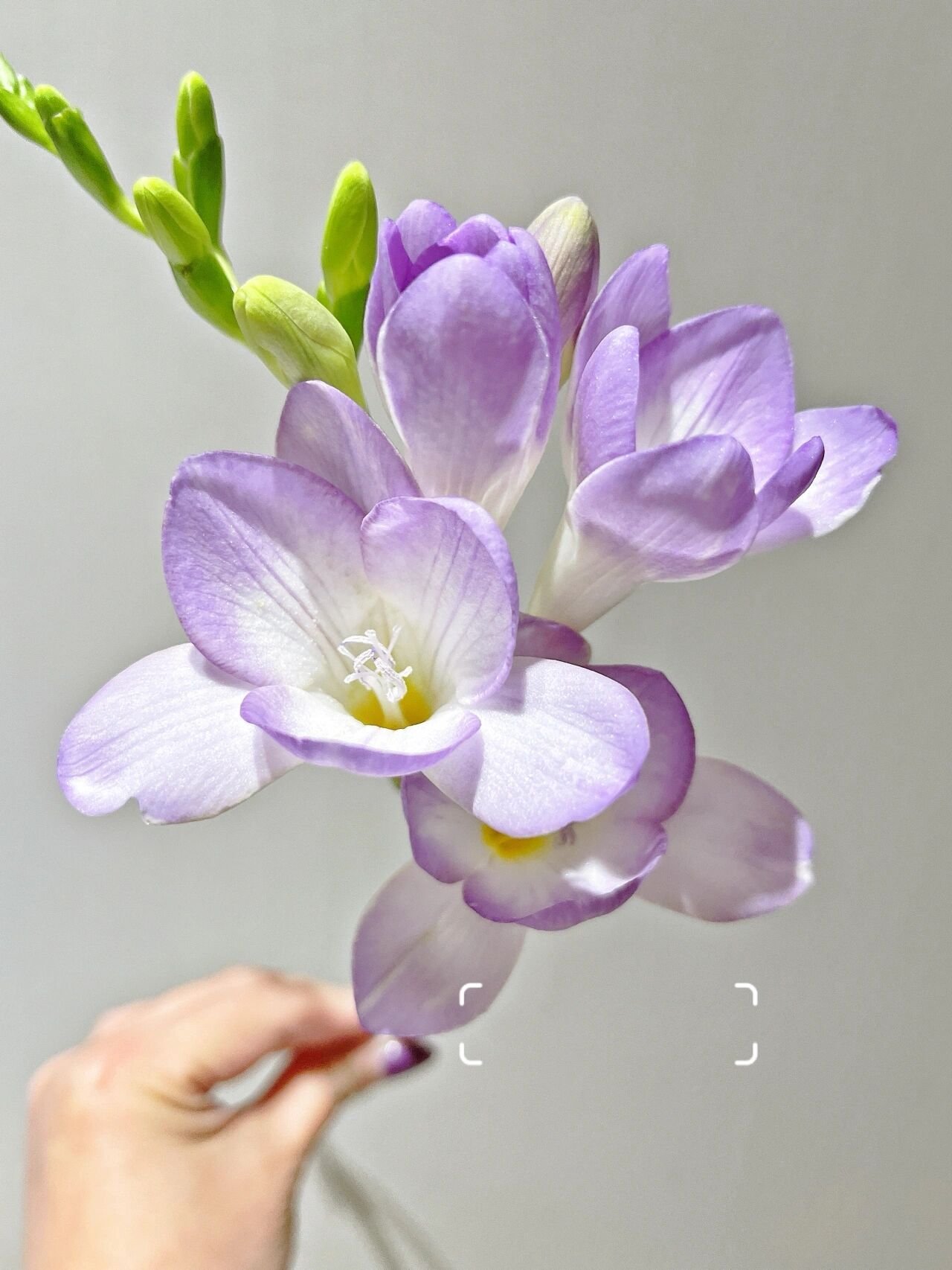 浅紫色香雪兰,玫红色香雪兰～ 香雪兰又叫小苍兰,常用的香水原料,所以