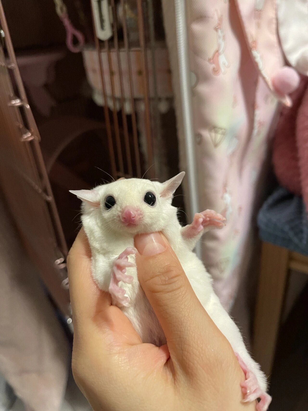 蜜袋鼯纯白 咋我家的眼睛这么小,39 天,现在50g