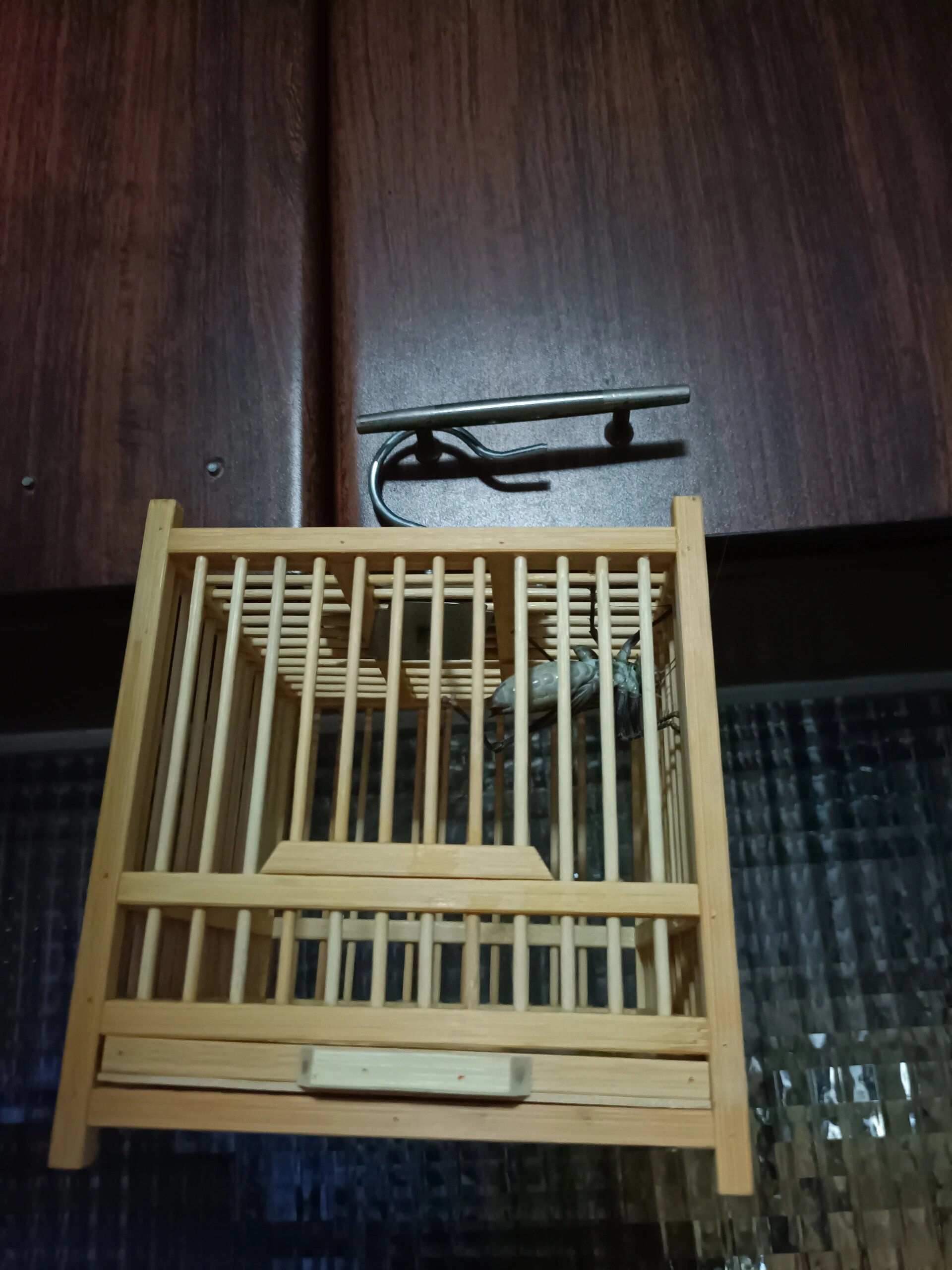 蝈蝈 小朋友非要养蝈蝈 今年花鸟市场的蝈蝈30一只了 原配的笼子实在