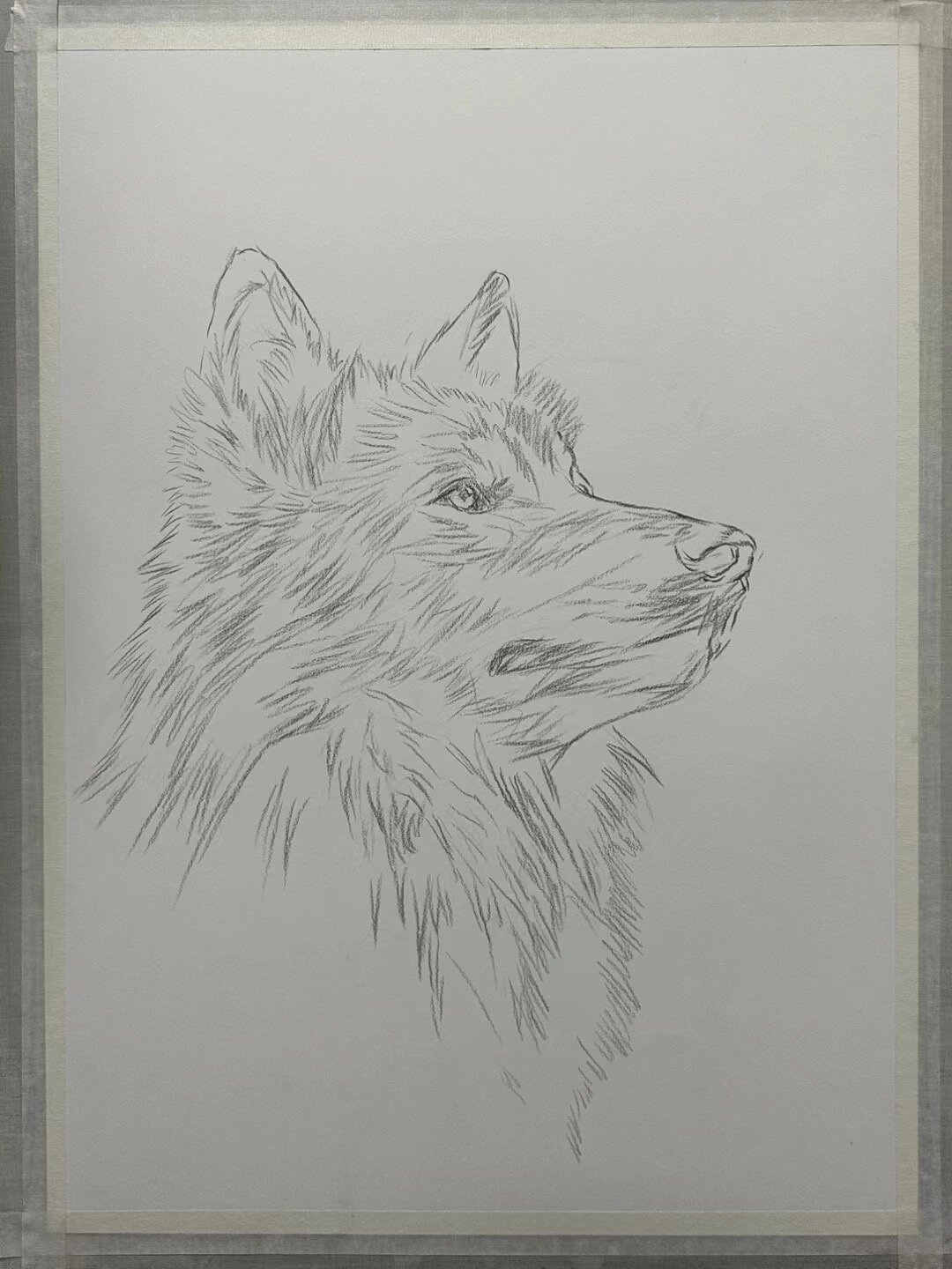 动物素描-孔融扛狼