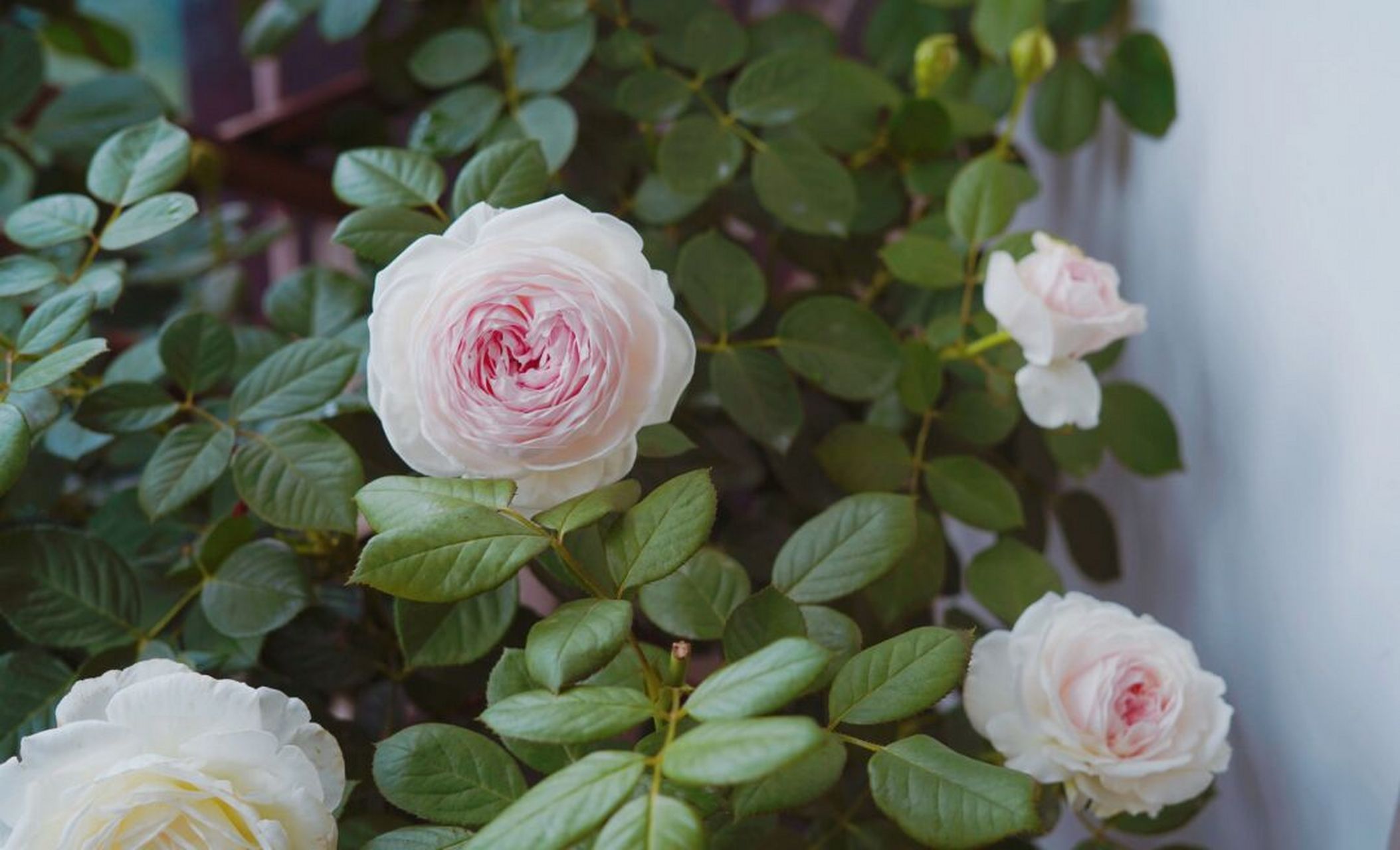 月季(尘世天使)】 【名称】尘世天使 又名—克里斯蒂娜公爵夫人