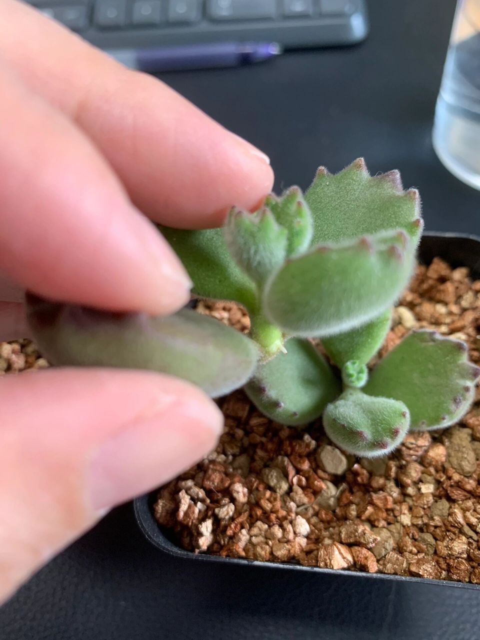 多肉熊童子扦插成功 3月15日剪下来的熊童子,最晚的4月17号根都冒出来