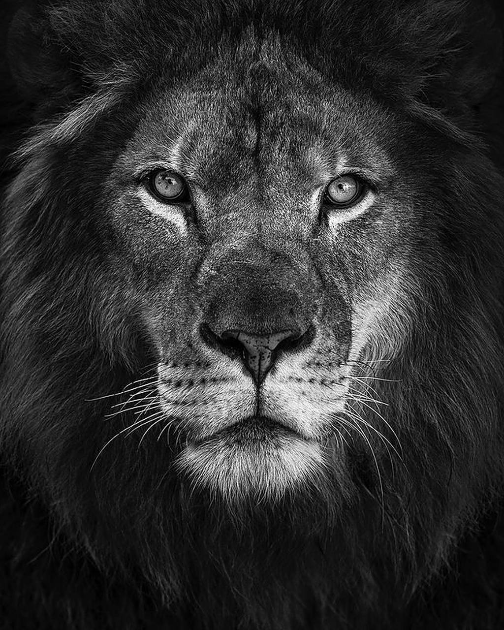 动物素材分享|雄狮写真 今天分享一组雄狮正脸的黑白写真,是不是很酷?