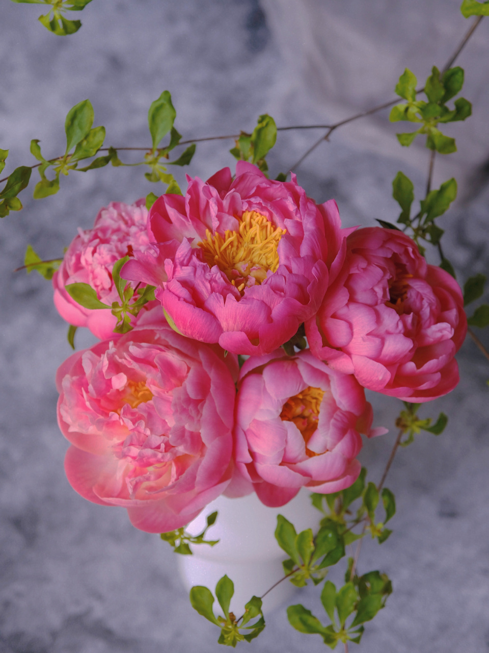 分清了 四月底五月初牡丹季结束进入芍药季啦,第一波先来的珊瑚芍药