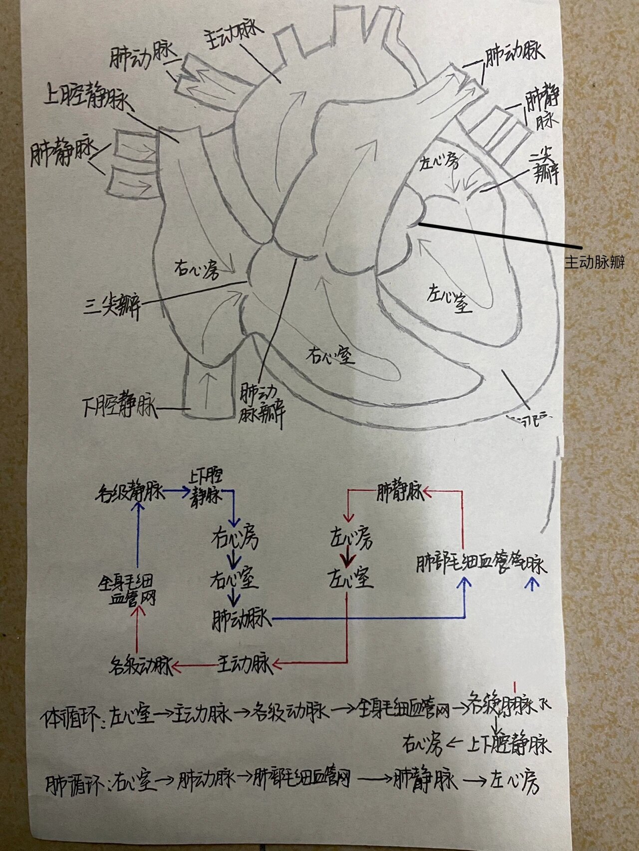 心脏与血液循环简易图,心脏与血液循环手抄报图片