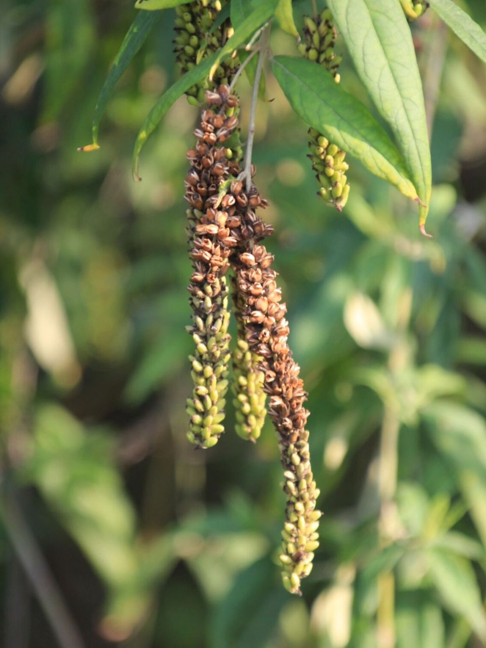 白背枫buddleja asiatica 玄参科 scrophulariaceae 醉鱼草属
