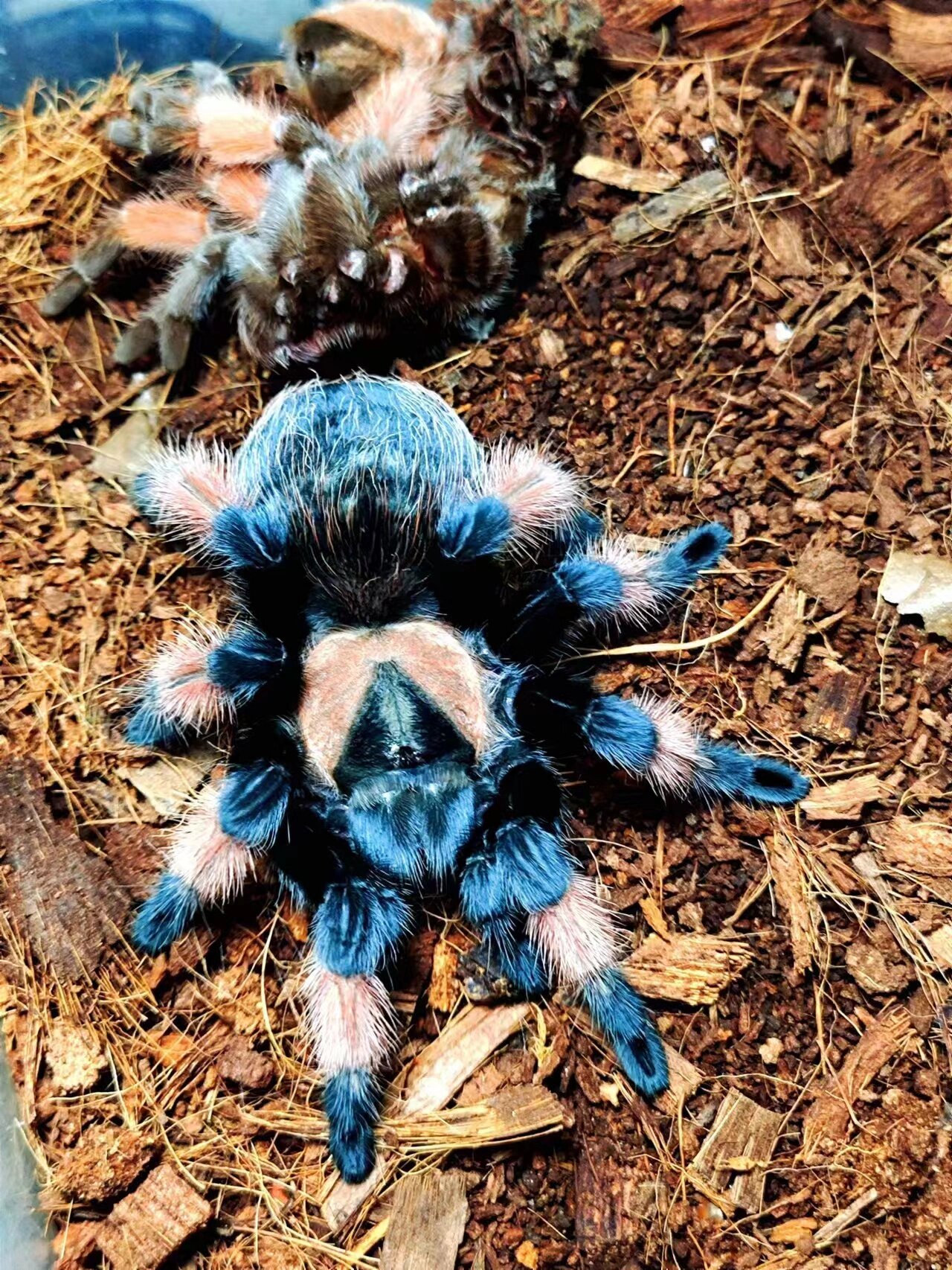 拉丁学名 brachypelma hamorii 别名 墨西哥红膝头墨西哥红膝头蜘蛛