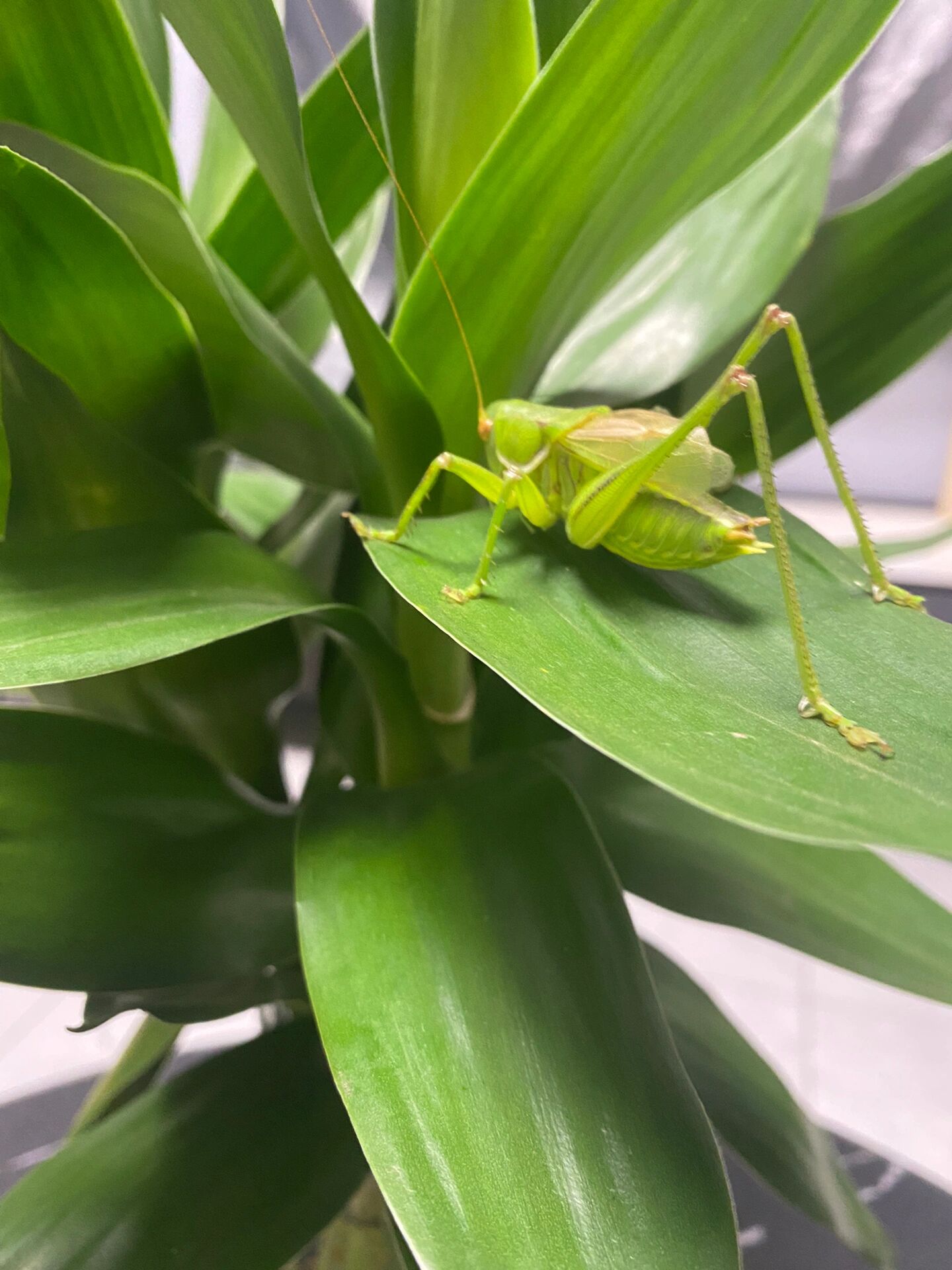 一只满翠的天津翡翠绿蝈蝈