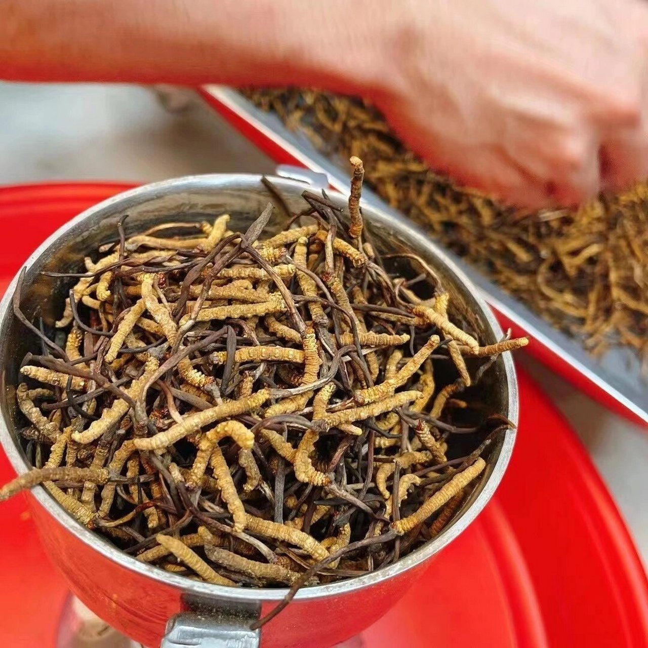 冬虫夏草粉,建议可以用断草研制 成本低,出品一样赞 虫草打粉,吃起来