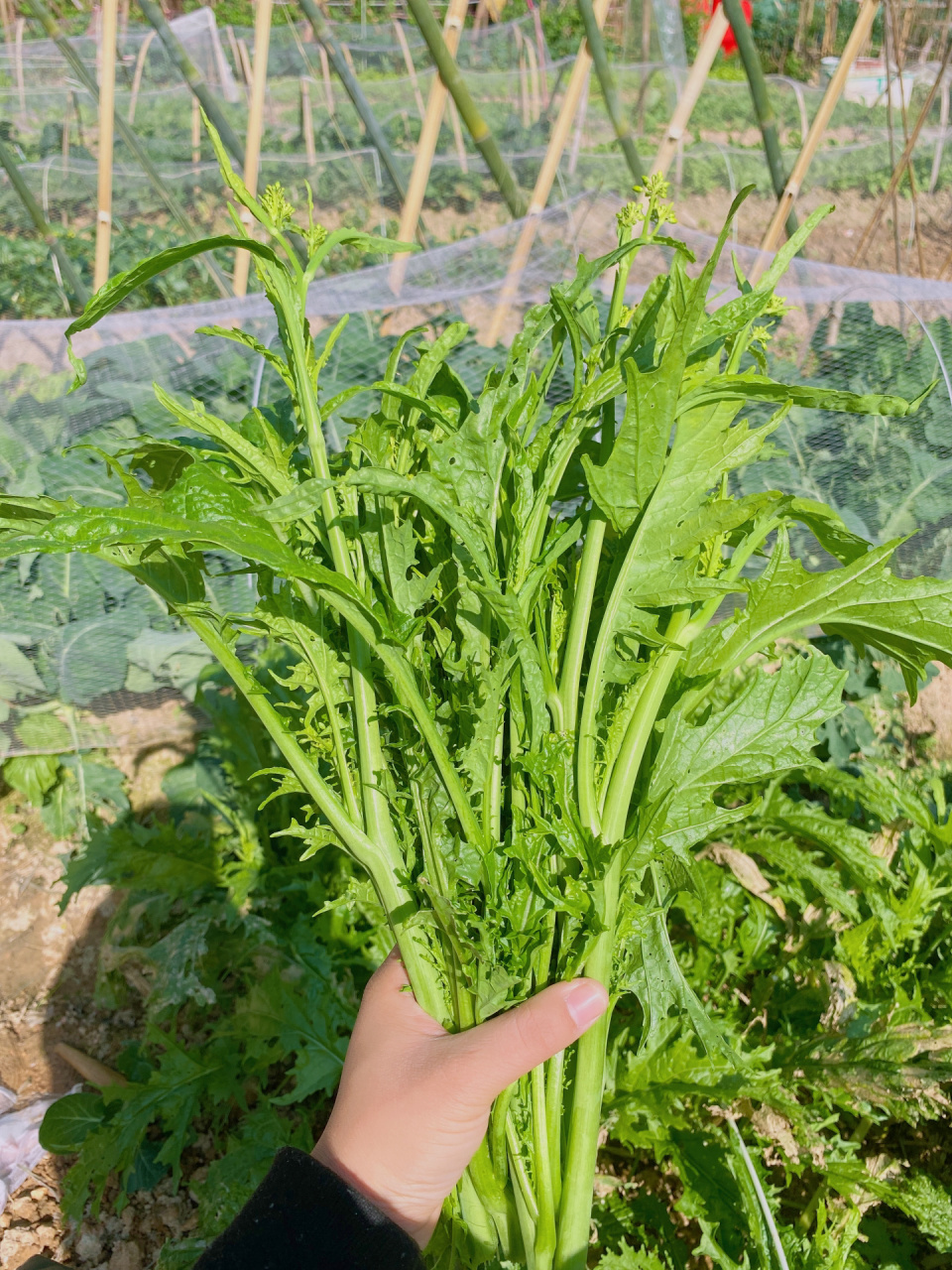 终于香菜自由了 图一这个芥菜心可以做冲菜可好吃了,而且可以长很多芽