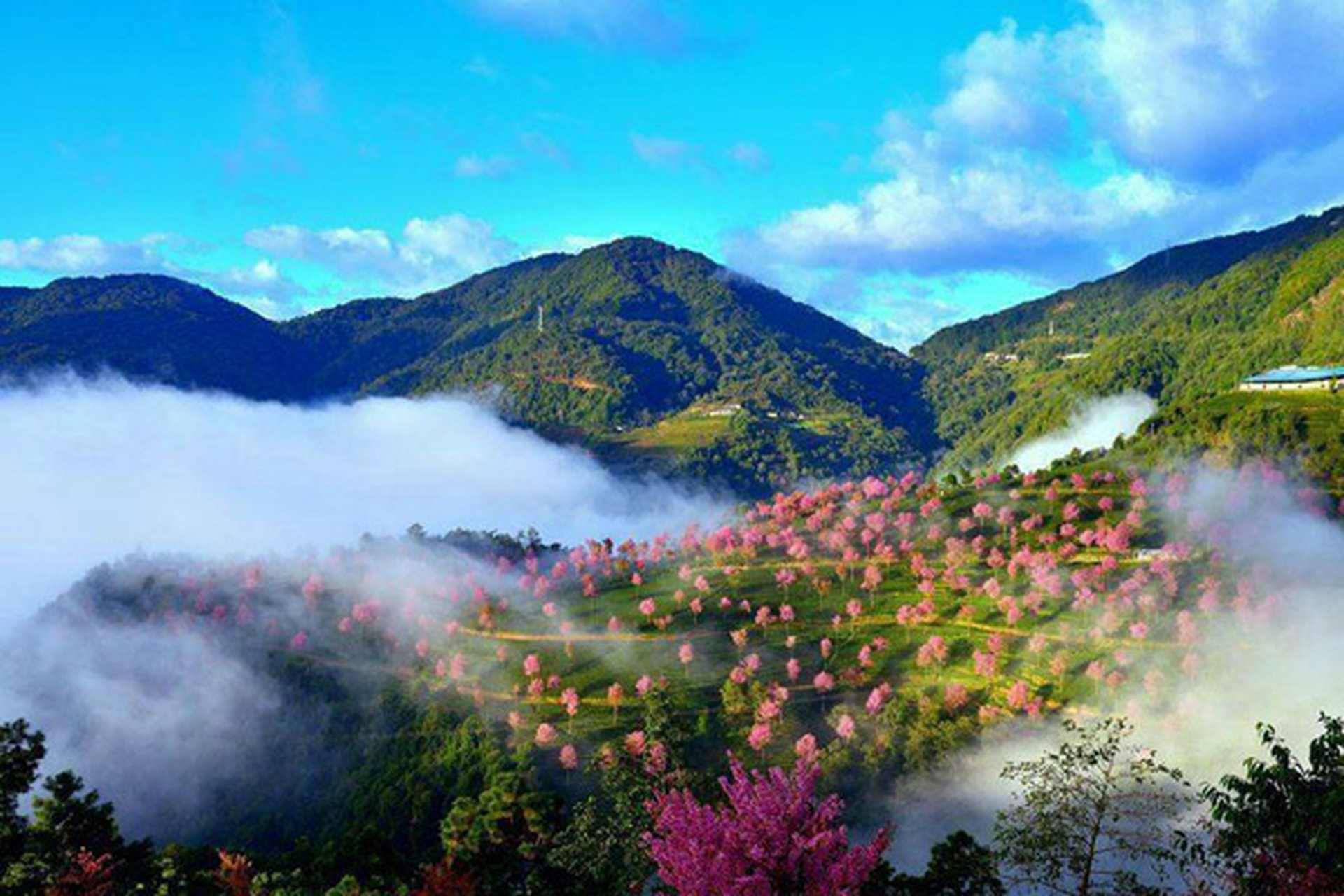 云南大理无量山樱花谷——看一场灿烂的花事 无量山冬樱花节到了,谁陪