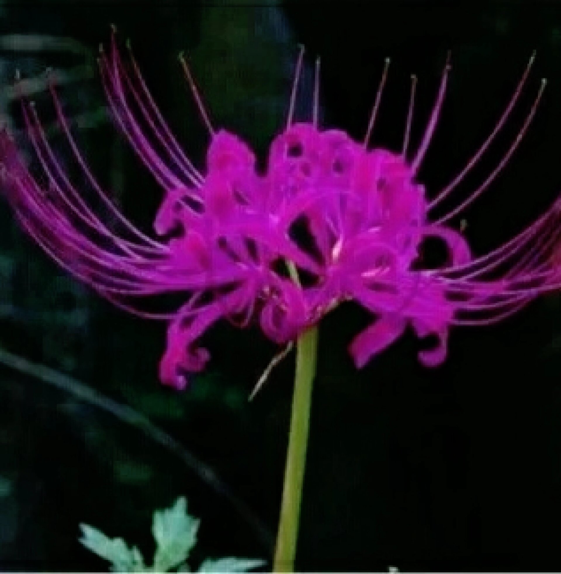 彼岸花图片 无法到达的幸福,悲伤的回忆,死亡之美,恶魔的温柔 彼岸