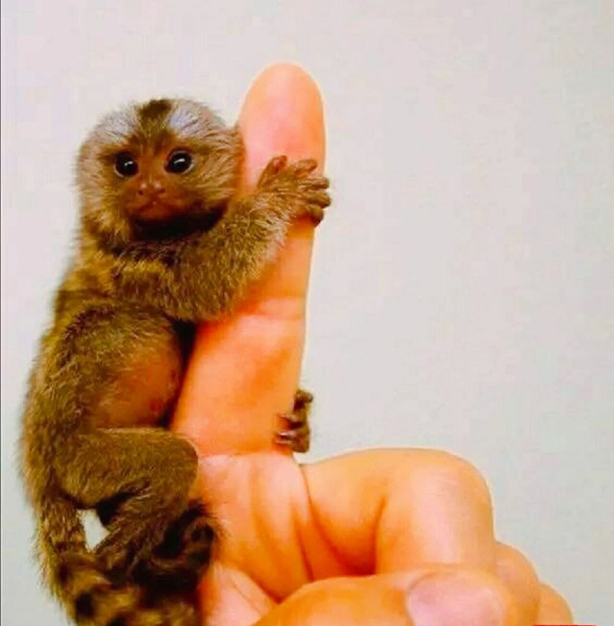 世界上最小的猴子,拇指猴 世界上最小的猴子,拇指猴,太可爱了吧