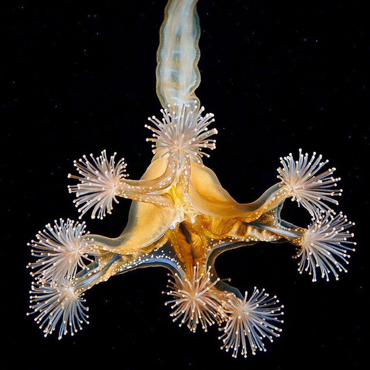 神奇的海洋生物#生物多样性##自然#  (via.