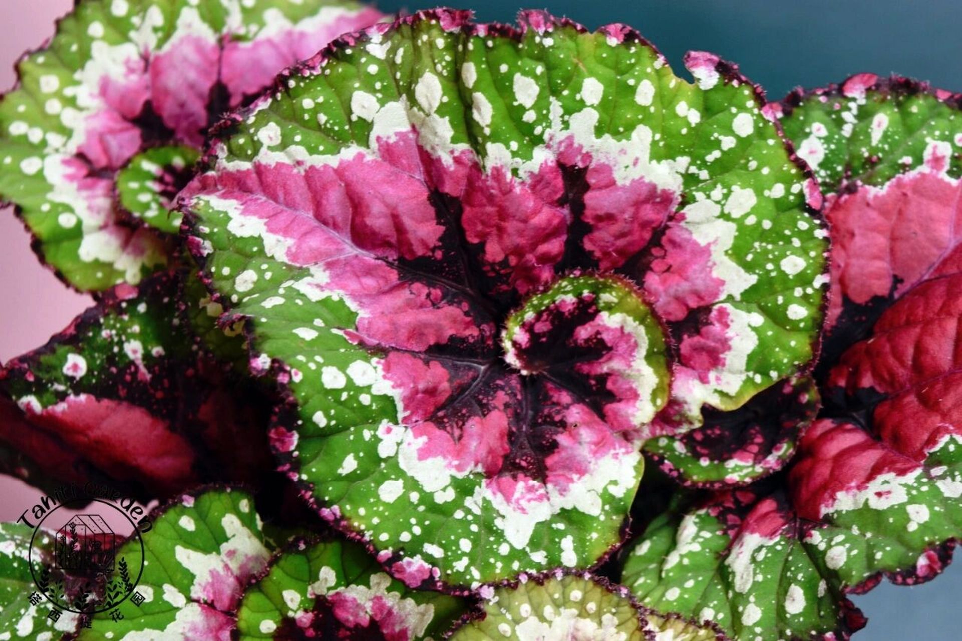 每日认植物学养护【1】五彩蜗牛秋海棠 五彩蜗牛秋海棠begonia