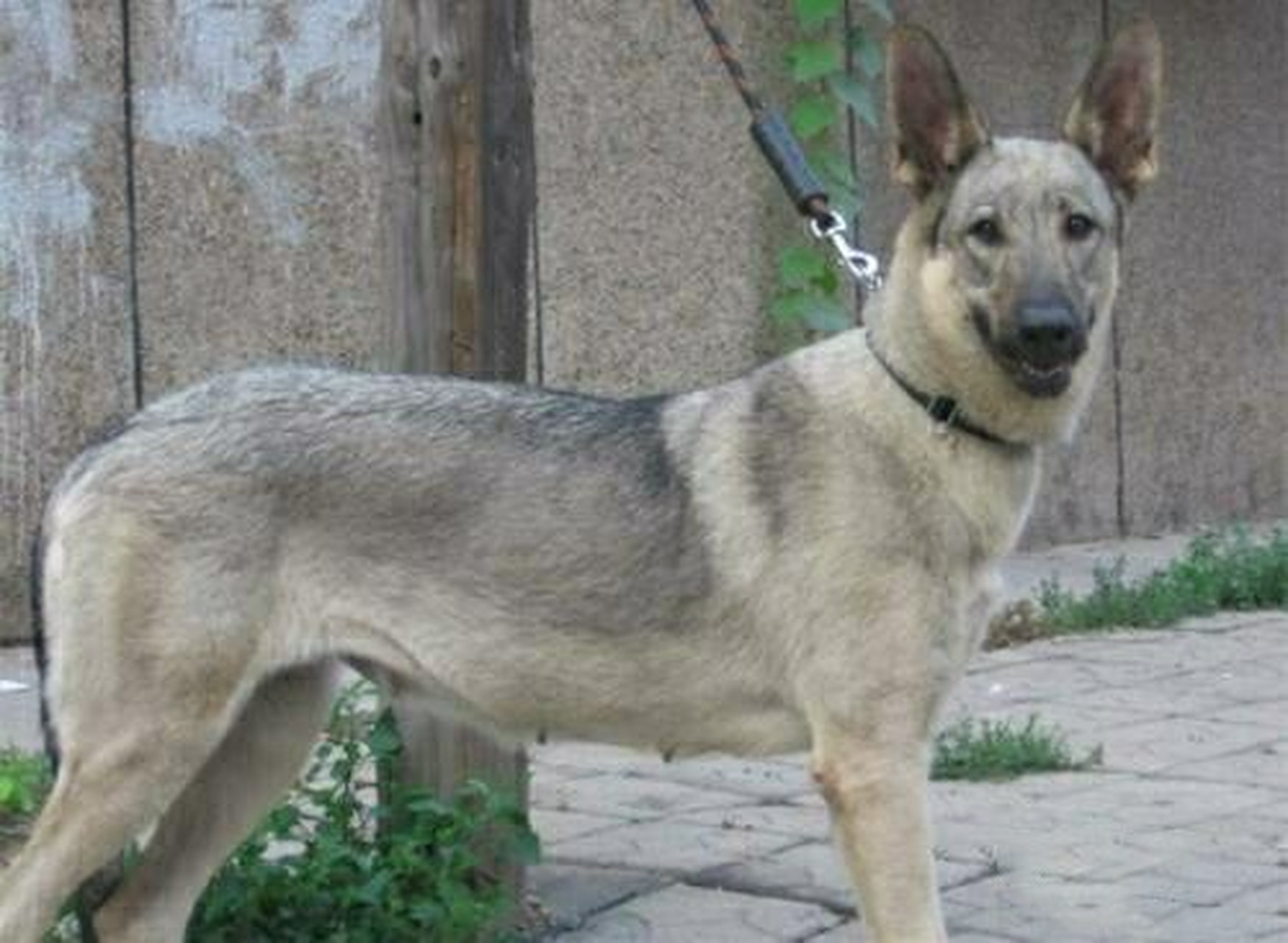 狼青犬的这三大优势,你了解吗 对主人非常忠心 有人