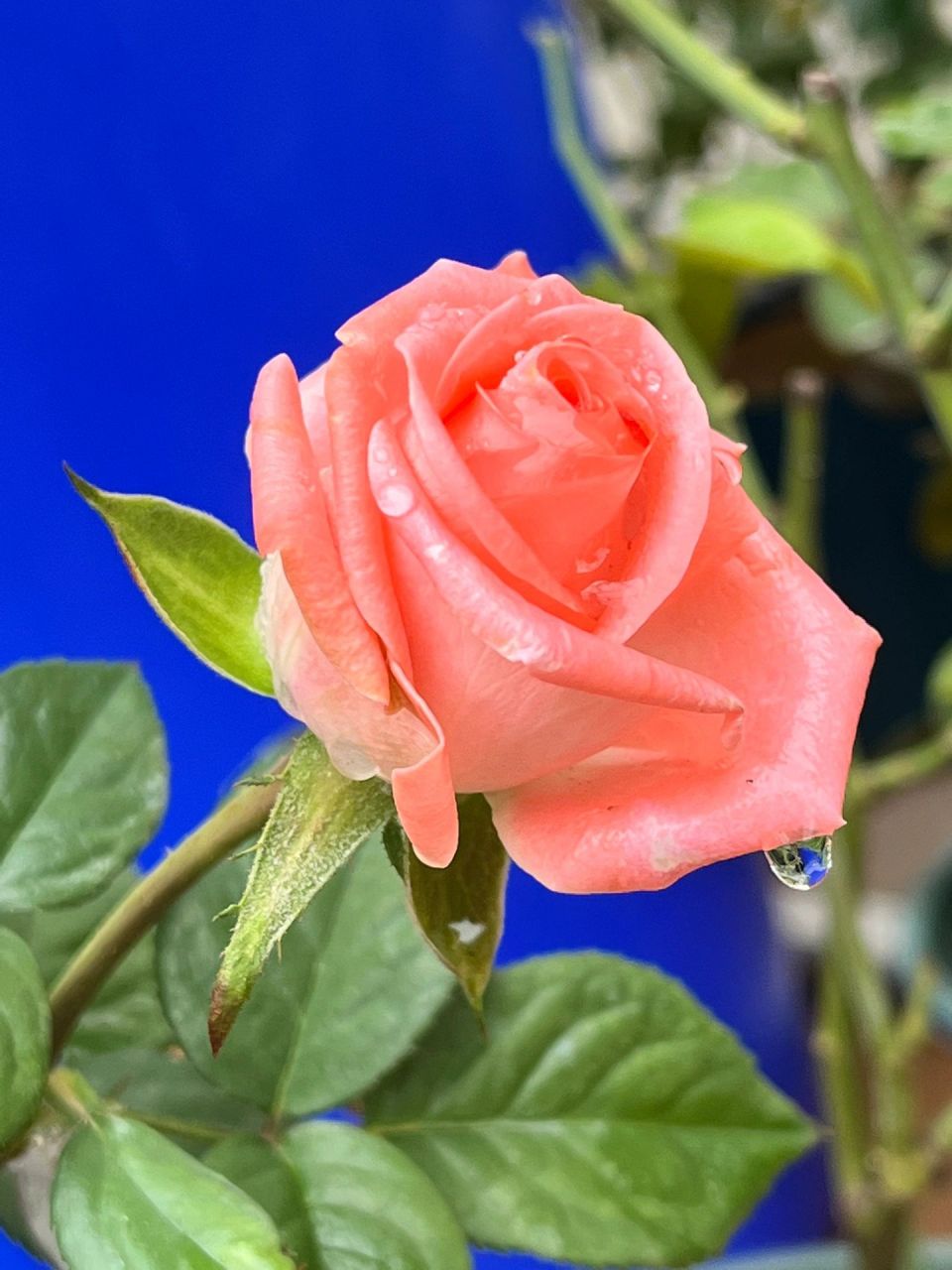 歌迪娜月季 粉粉嫩嫩,少女心爆棚的一款切花