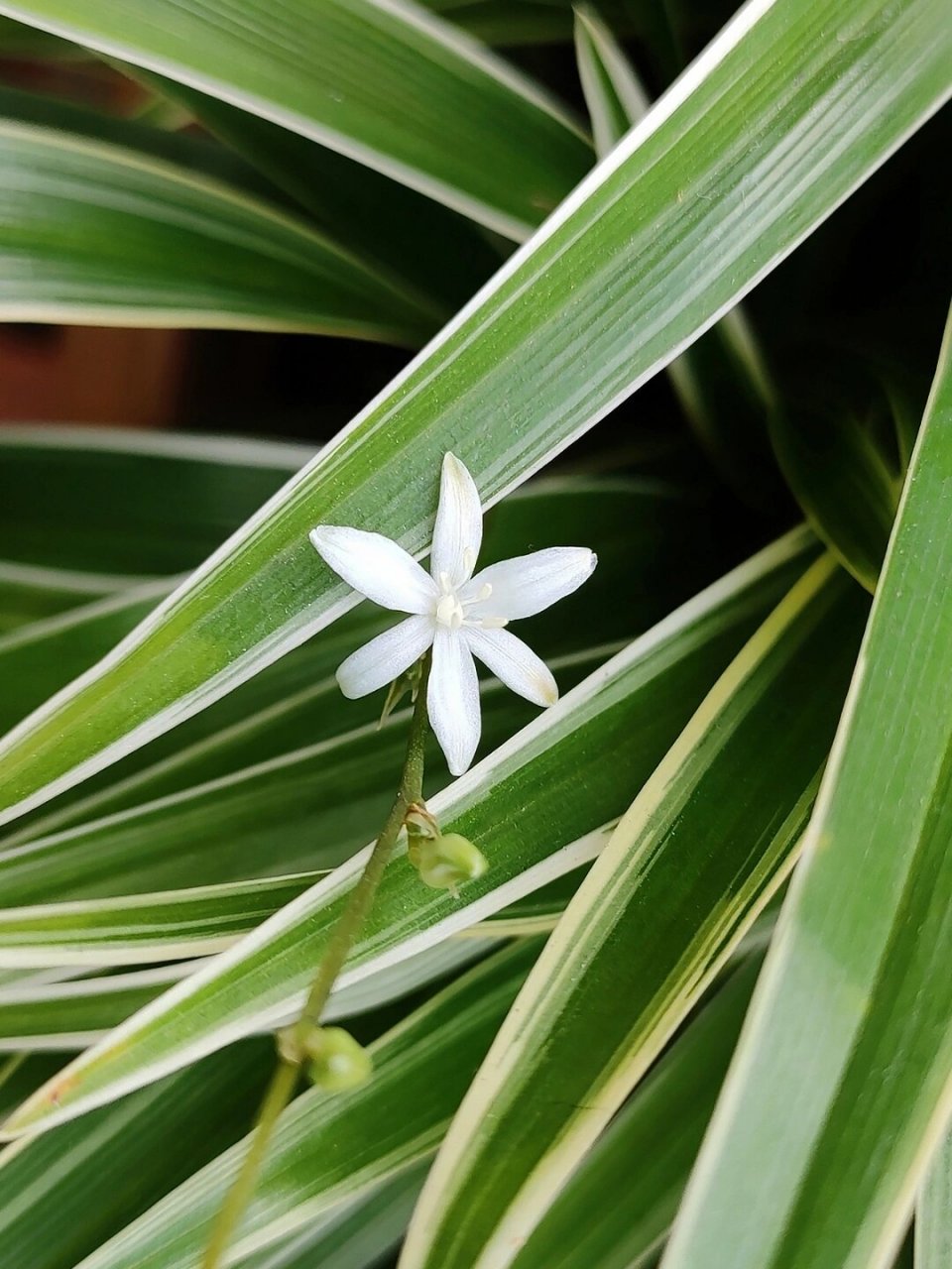 吊兰 名:吊兰/chlorophytum comosum 科:天门冬科 属:吊兰属 	 吊兰