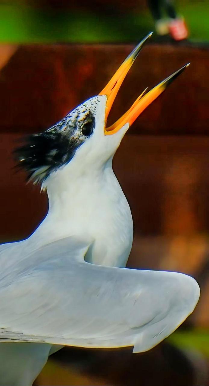 又名黑嘴端凤头燕鸥,神话之鸟,是世界上最濒危的鸟种之一,是鸥科鸟类