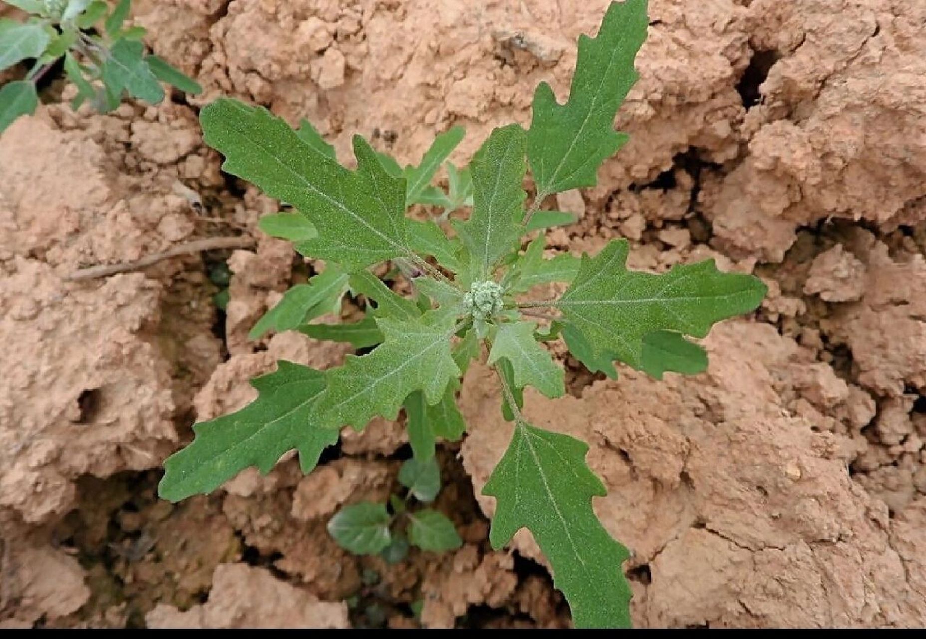 吉林省野菜——灰菜