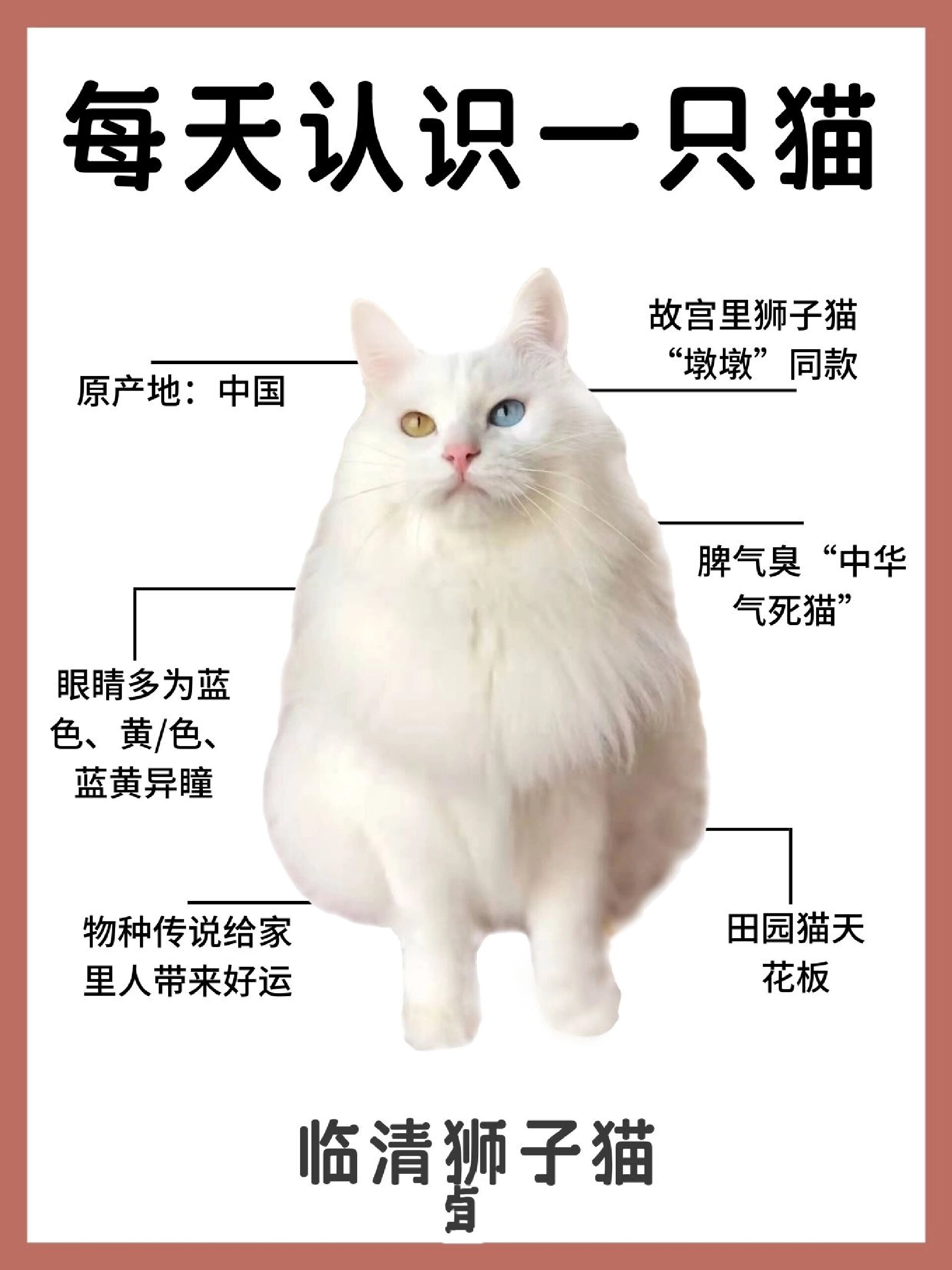 山东狮子猫,中华本土猫中的颜值科代表! 你们听说过临清狮子猫吗?