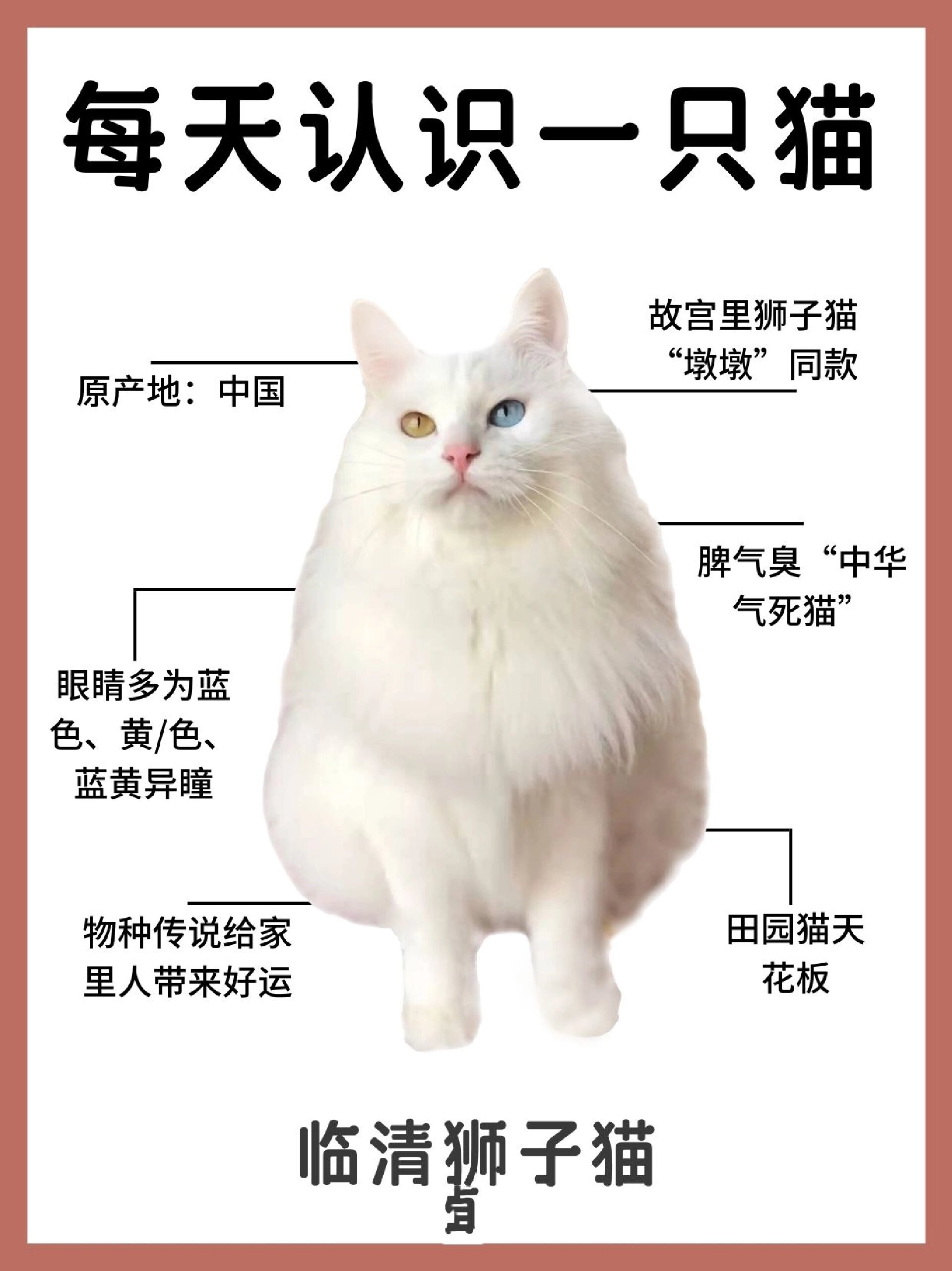 山东狮子猫,中华本土猫中的颜值科代表