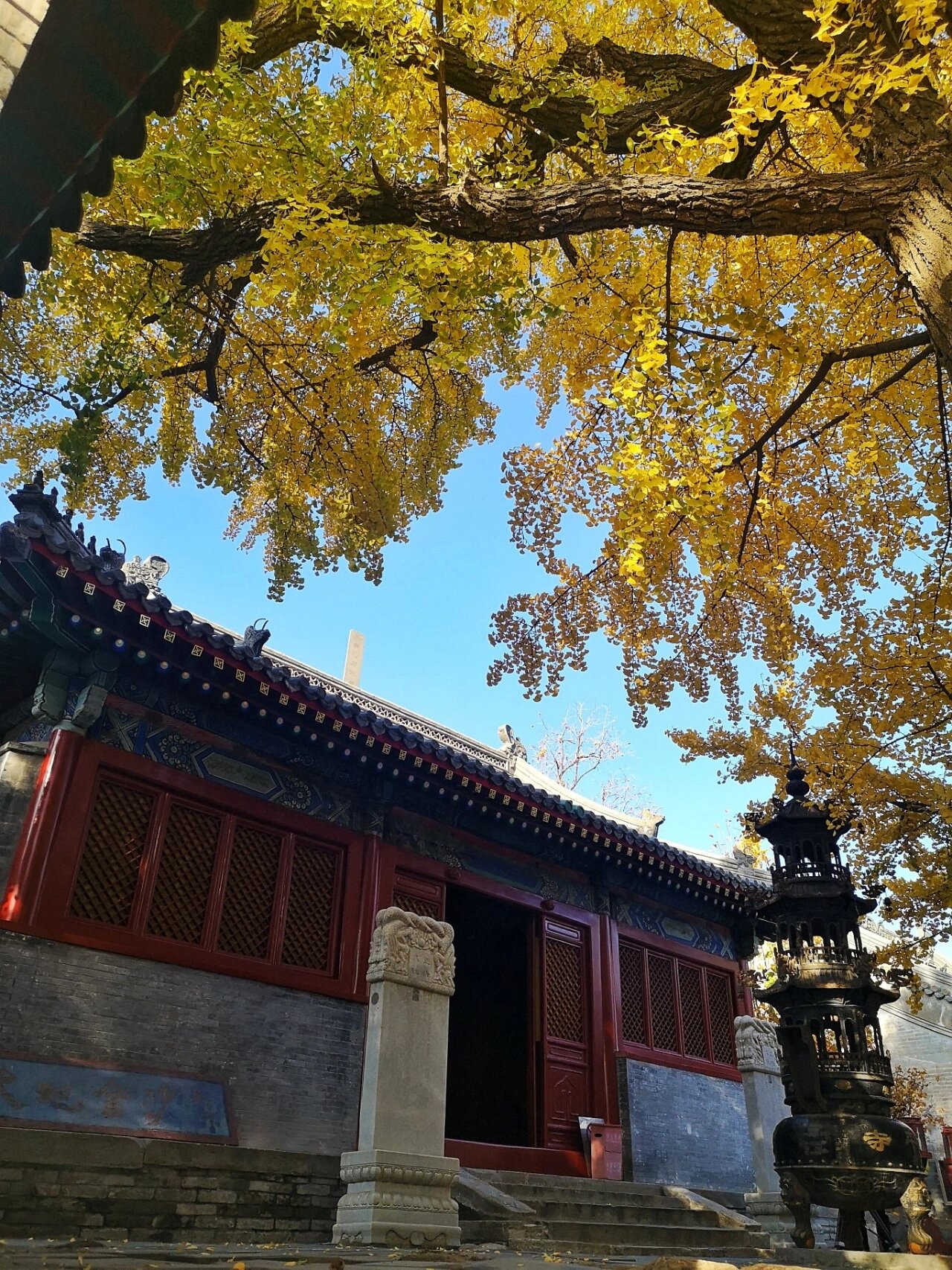 万岁!北京秋天 昌平和平寺千年古银杏