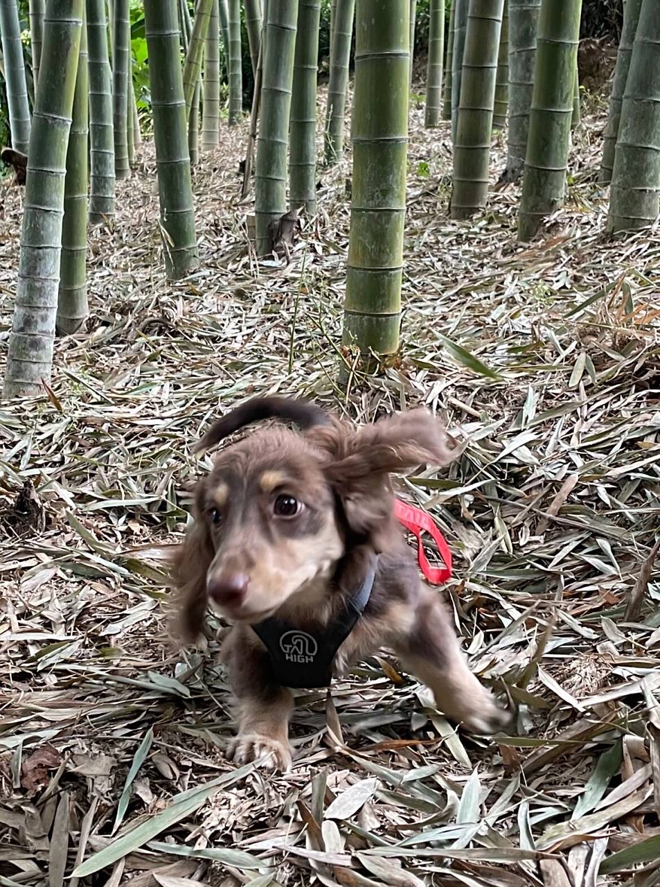 安吉特产97竹林矮脚走地鸡 特点: 折耳,体型丰满圆润,脚短但行动快