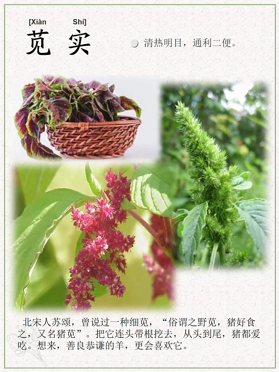 杀蛔虫.生川泽及田中.十一月采.叶如蓝. " -《神农本草经