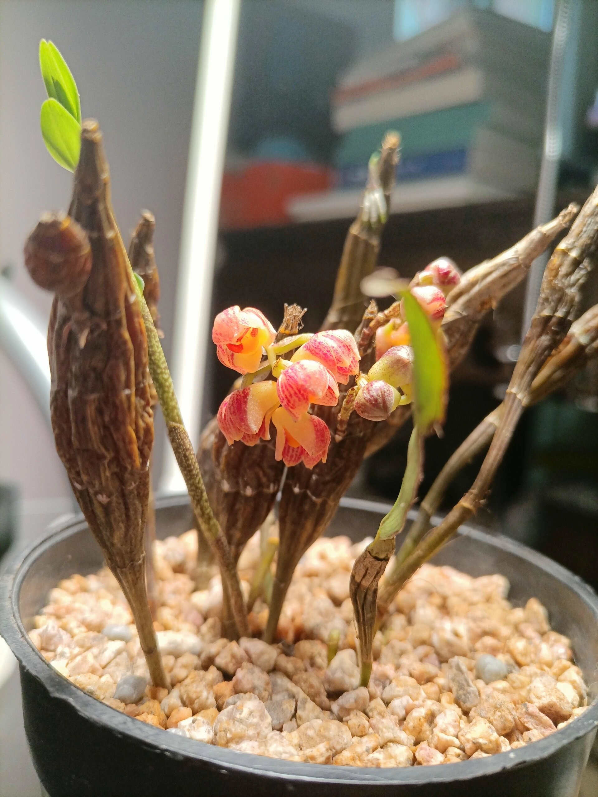 幽香的对花石斛