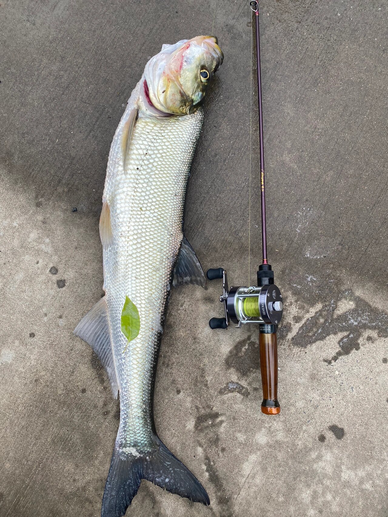 可遇不可求,河道中亚米级翘嘴