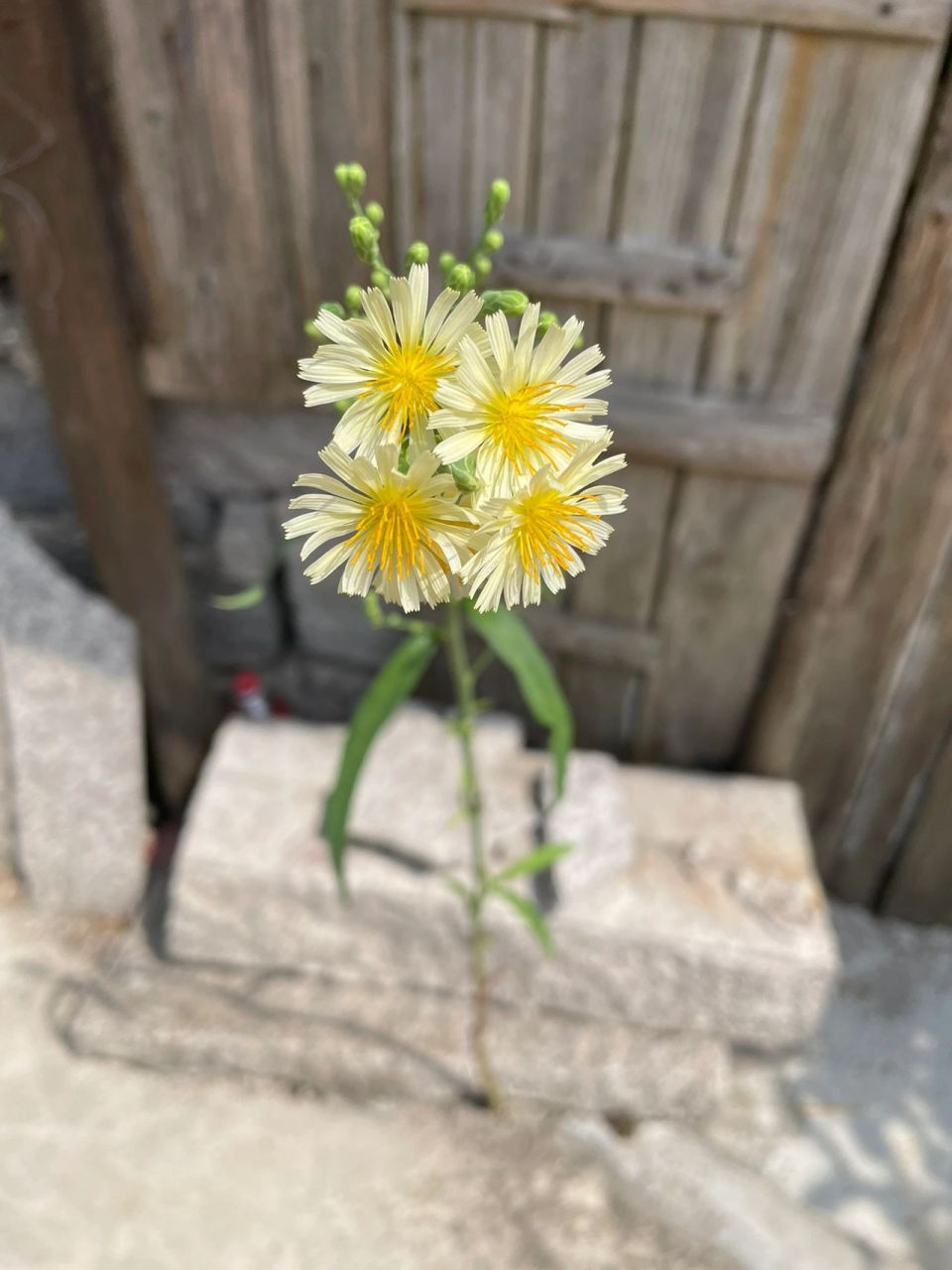 好神奇的花,早上10点开花,中午12点就关了 而且很顽强,开着石头缝隙里