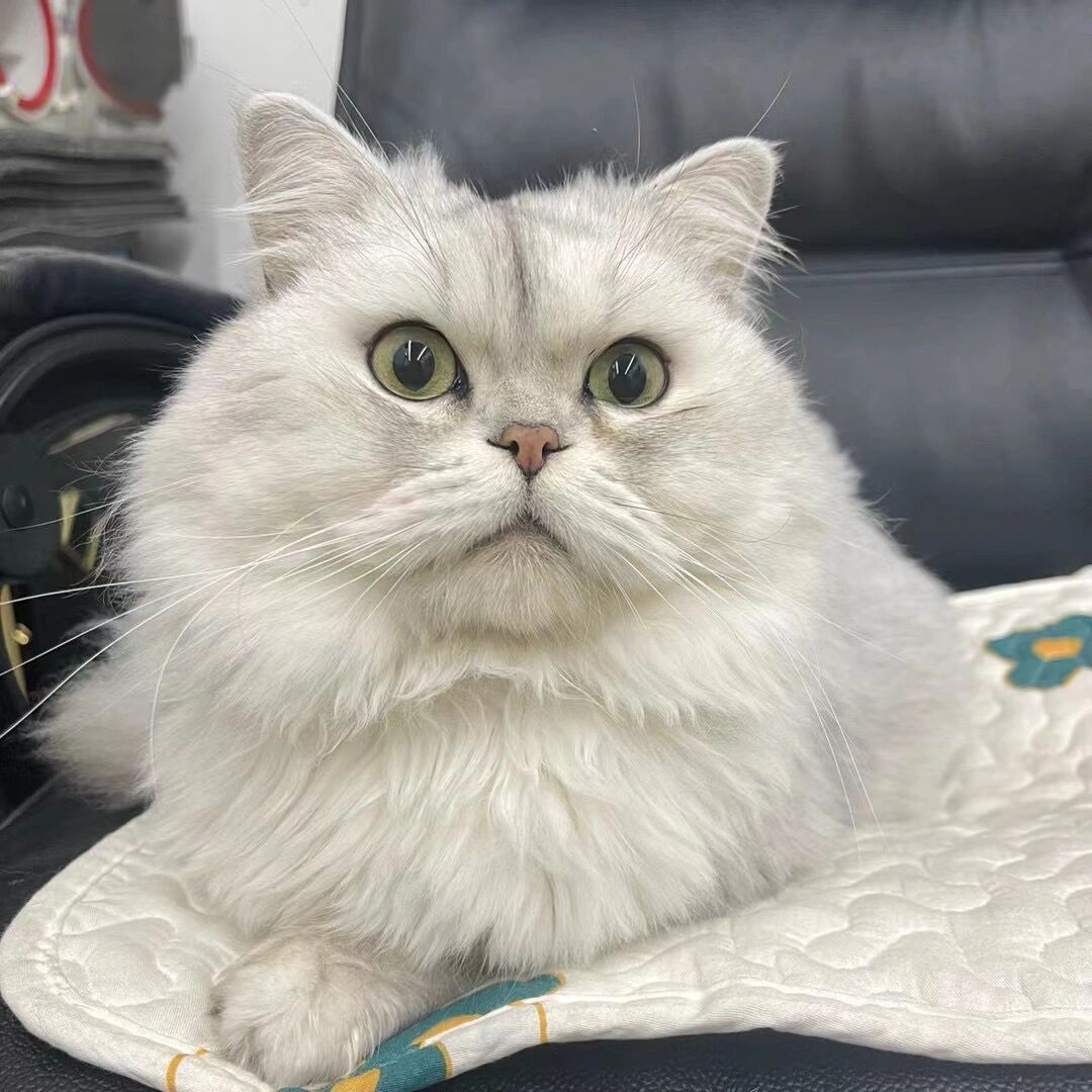 一个不正宗的银渐层 爸爸金吉拉,妈妈美短 图1我养的 图1爸爸 图3妈妈