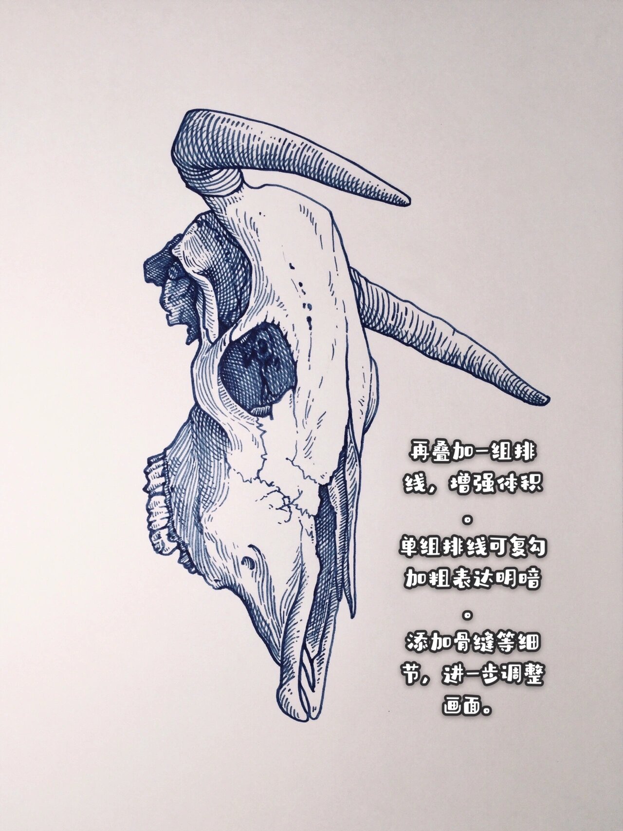 【钢笔画】牛头骨 教程步骤分享 呐～你要的教程 上次是羊头骨,这次是