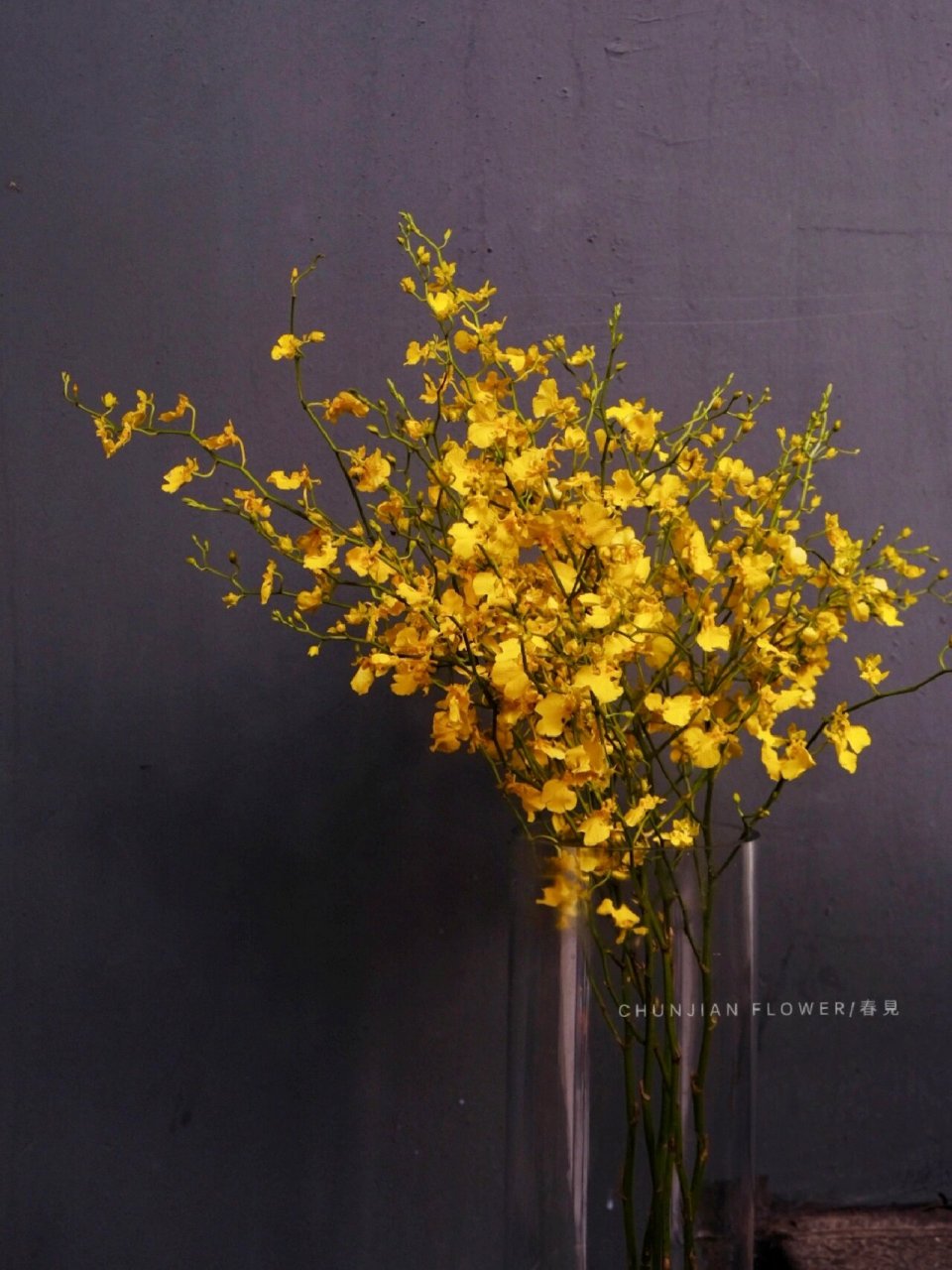 切花"五美人"之一:跳舞兰,你了解吗 跳舞兰95 【别名】:文心兰/金蝶