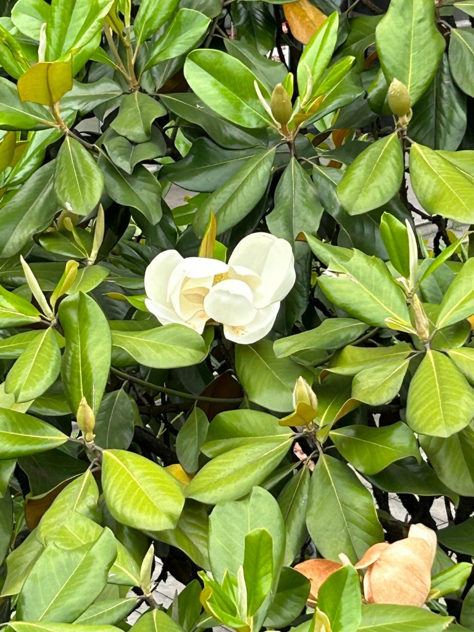 荷花玉兰 花语:美丽,高洁,生生不息.