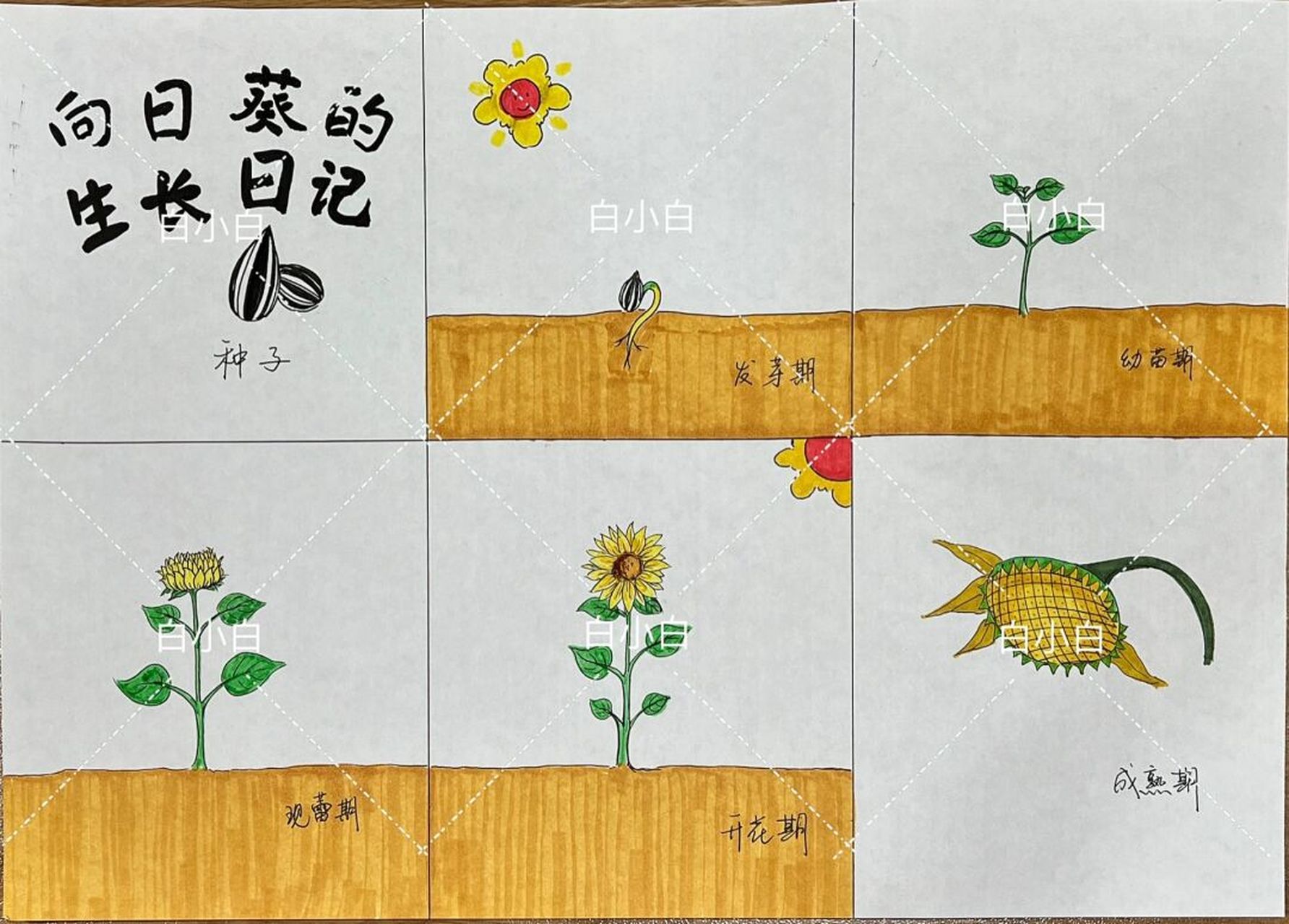 《向日葵的生长日记》植物成长绘本故事 从一粒种子到生根,发芽,开花