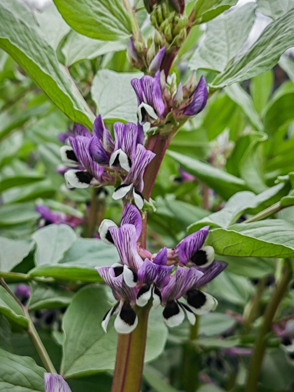 蚕豆花颜色图片