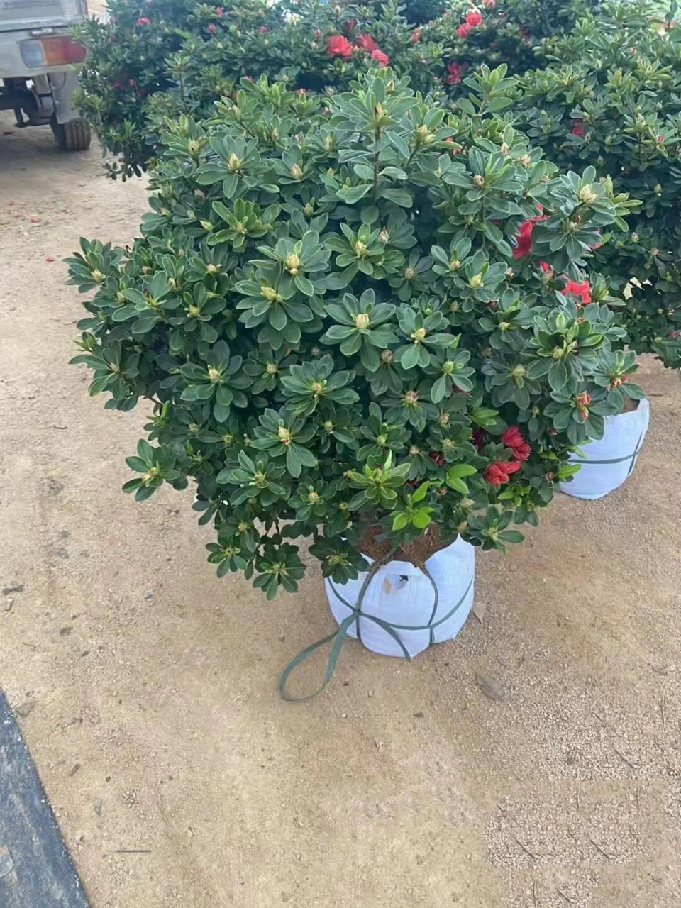 原生精品丹东红杜鹃 杜鹃 原生大颗精品丹东红