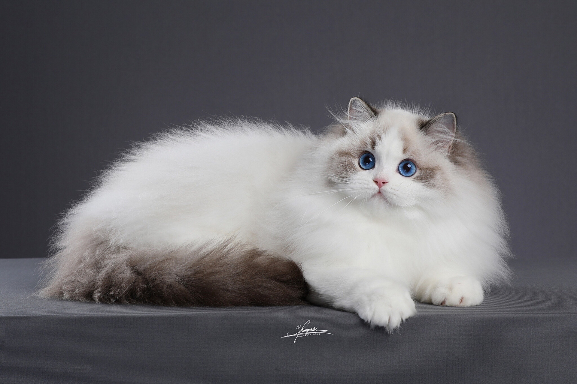 布偶猫美照 艺术照出炉了. 谢谢把豆豆拍的这么美