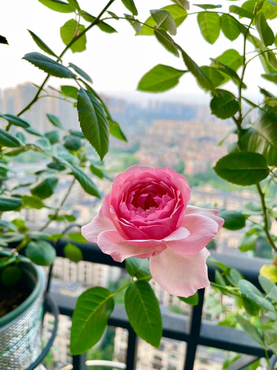 重庆阳台月季之新浅樱桃 花型花色都非常完美 夏花一日散 没什么香味