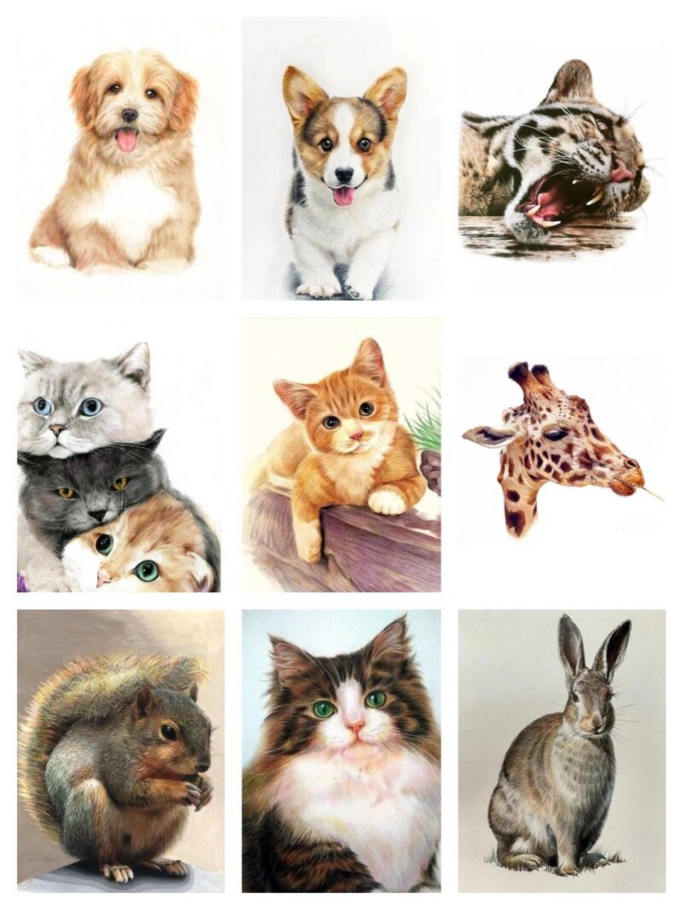 作品分享‖彩铅动物合集 关于彩铅动物问的比较多的是画毛发的技巧