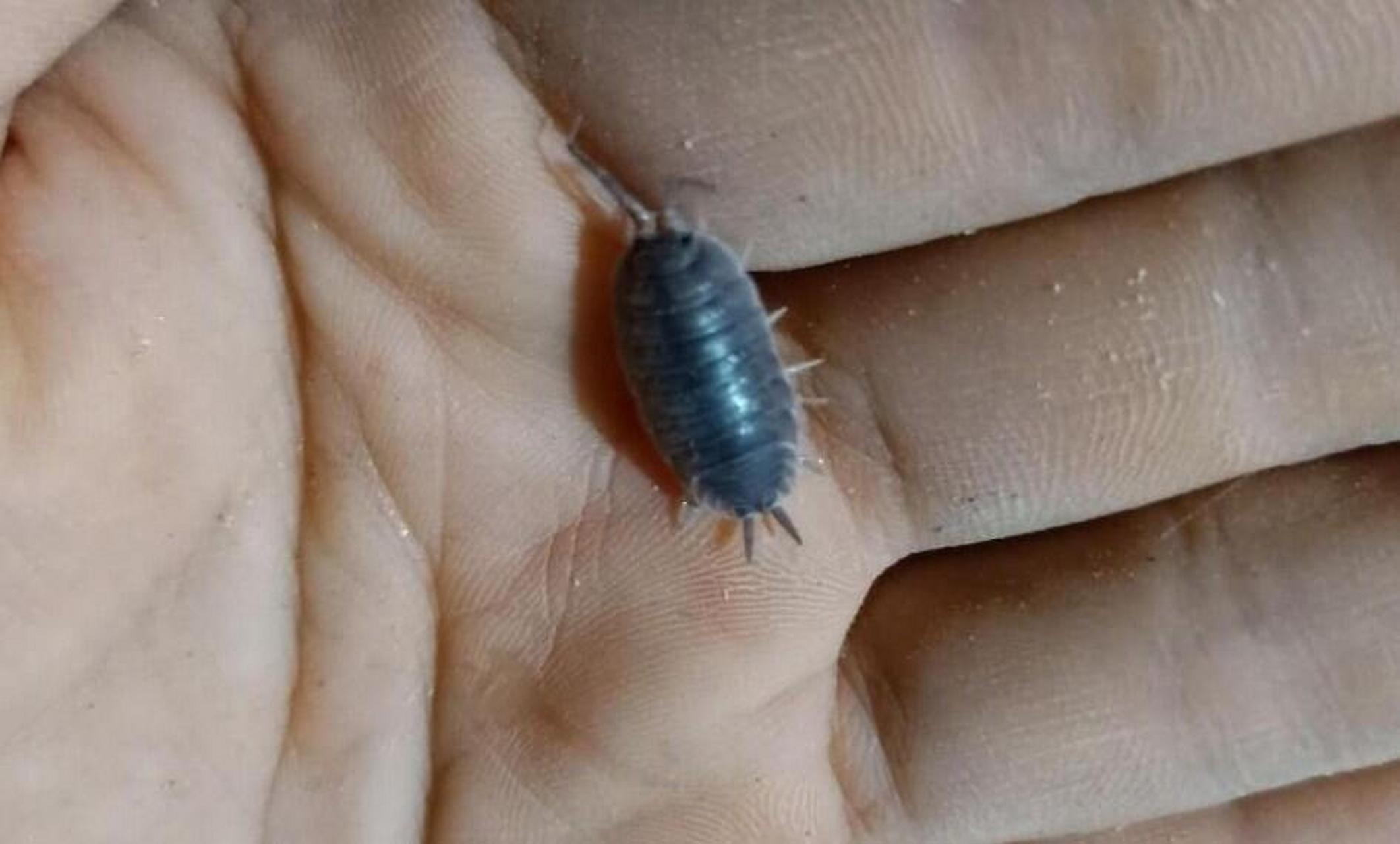 地板潮虫怎么彻底消灭 地板上经常会出现一种黑色的虫子,身体椭圆,卷