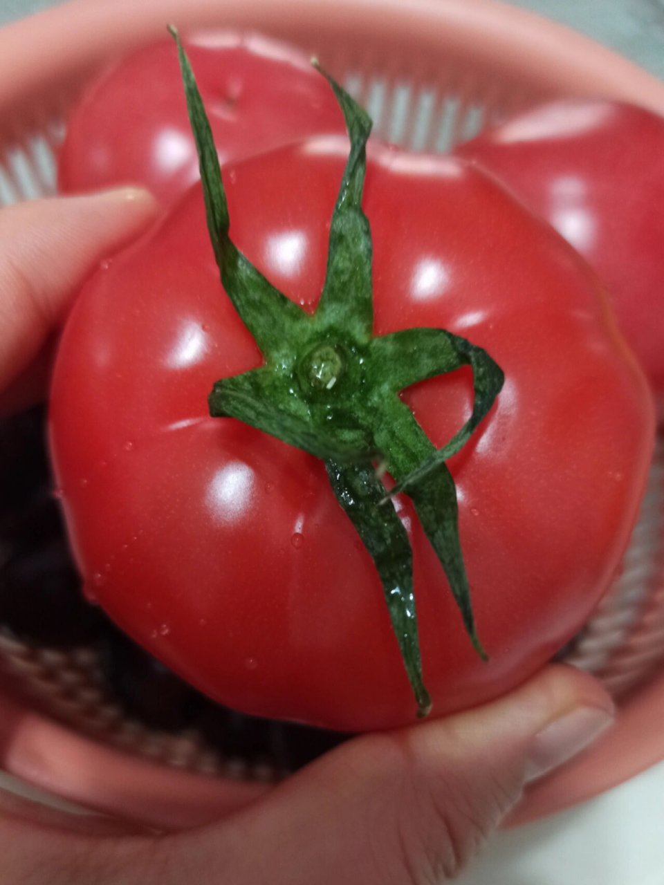 真假普罗旺斯西红柿71你买的是真的吗71 普罗旺斯西红柿上市