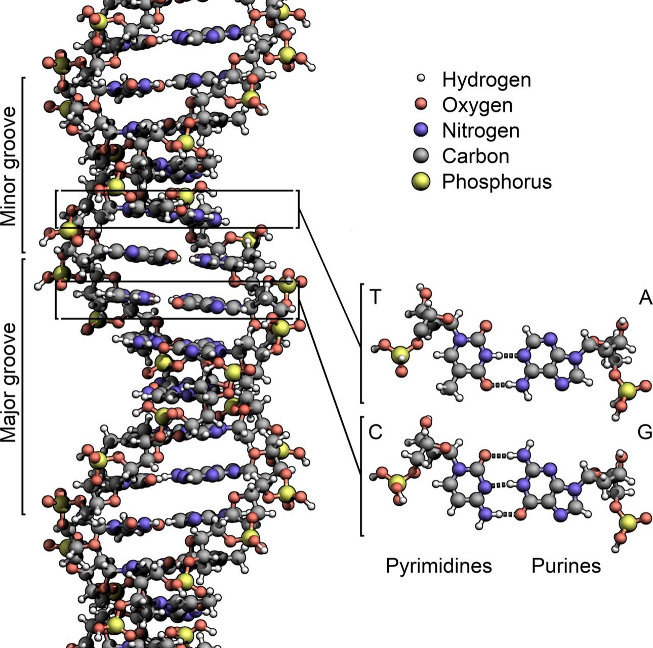 🧬脱氧核糖核酸(英语:deoxyribonucleic acid,缩写:dna)又称去氧
