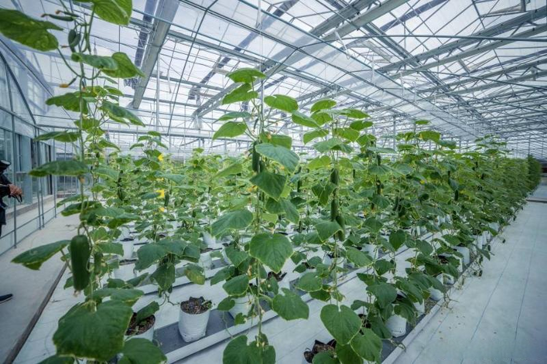 2022年度省级数字农业农村基地名单公布,吴桥现代农业产业园区管委会