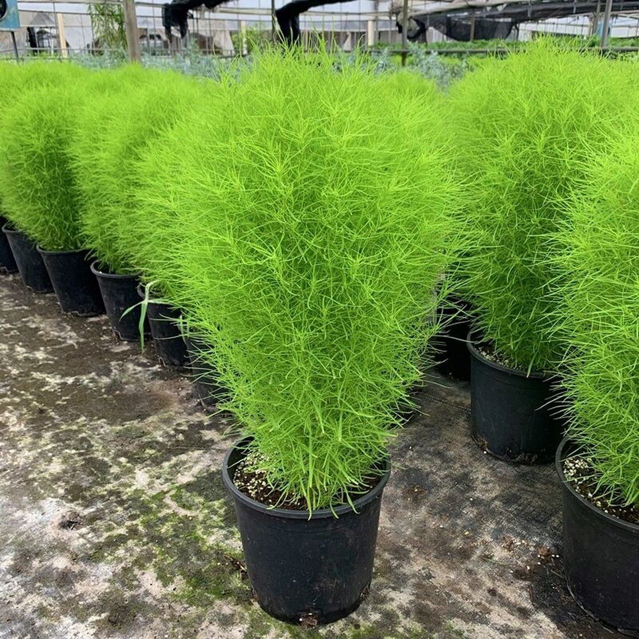 花境植物第8弹——地肤 地肤用于布置花篱,花境,或数株丛植于花坛中央